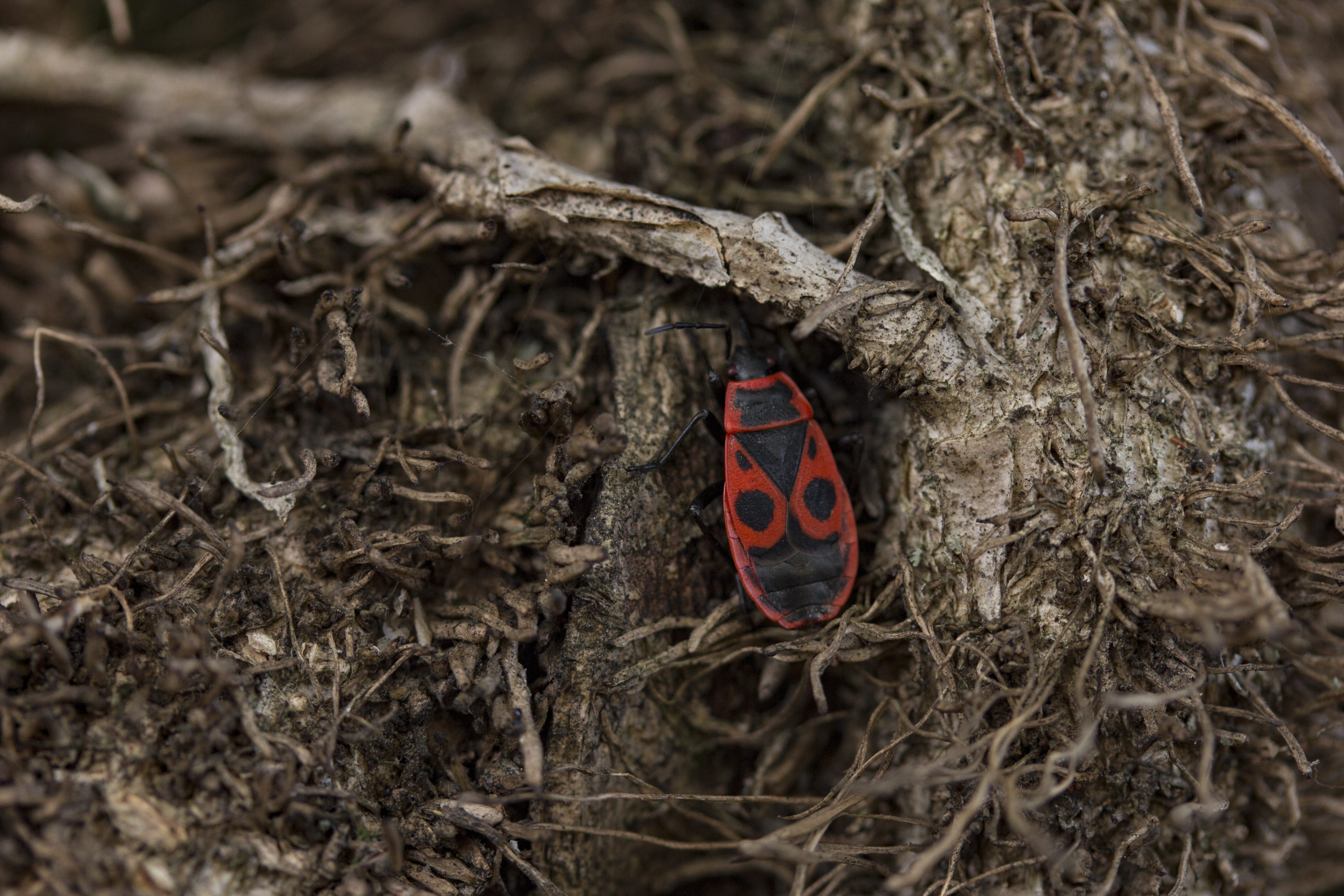 close-up, insect, high angle view, bug, branch, red, animals in the wild, red bug, no people, nature, plant, animal, one animal, animal themes, wood, twig, HD Wallpaper