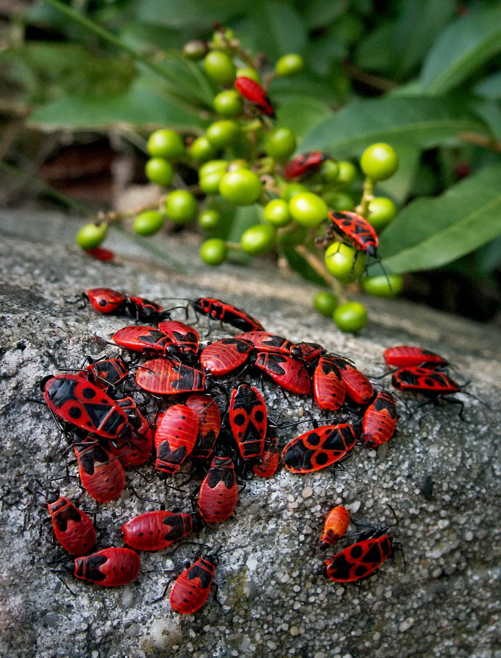 growth, no people, the red beetle, beetles, swarm, outdoors, food, concourse, beetle, garden, the crowd, red, macro, animals in the wild, healthy eating, Phone HD Wallpaper