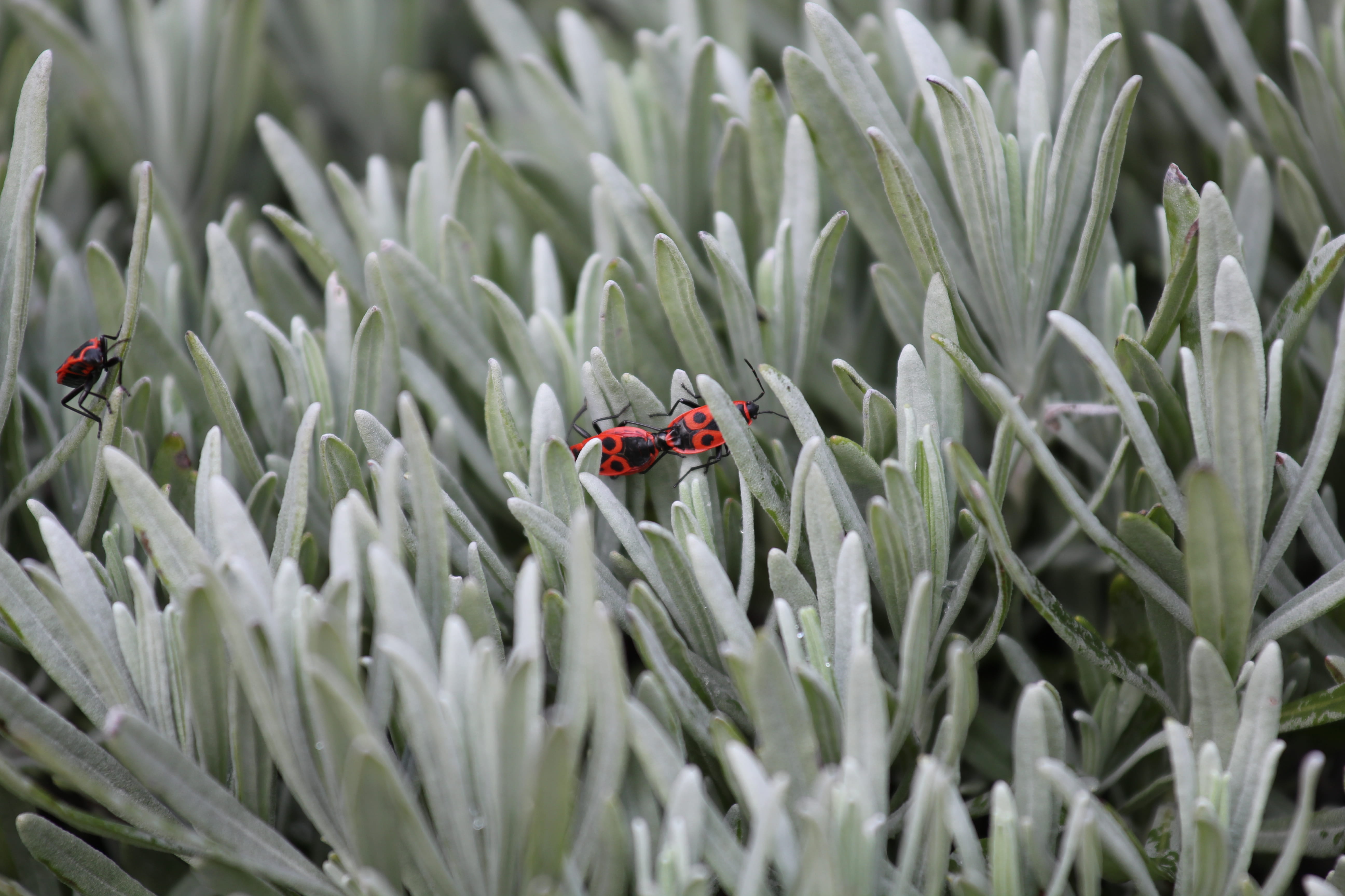 insect, nature, outdoors, color, no people, succulent, animal, animals in the wild, day, 5K, one animal, firebugs, green color, beetle, invertebrate, close-up, HD Wallpaper