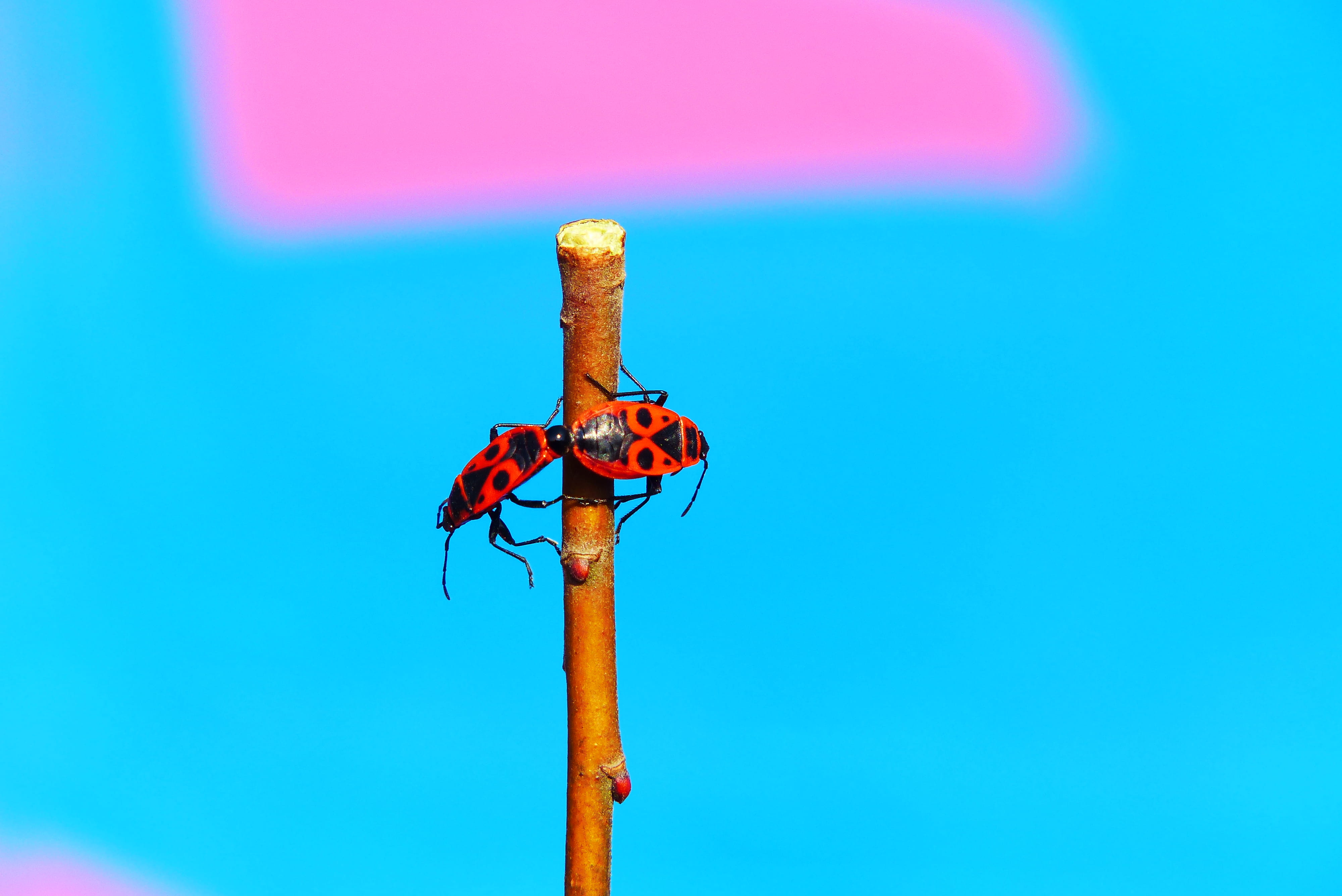garden spider, andrena, turquoise colored, sky, low angle view, blue background, blue, dragonfly, insect, animal, focus on foreground, bee, firefly, invertebrate, HD Wallpaper