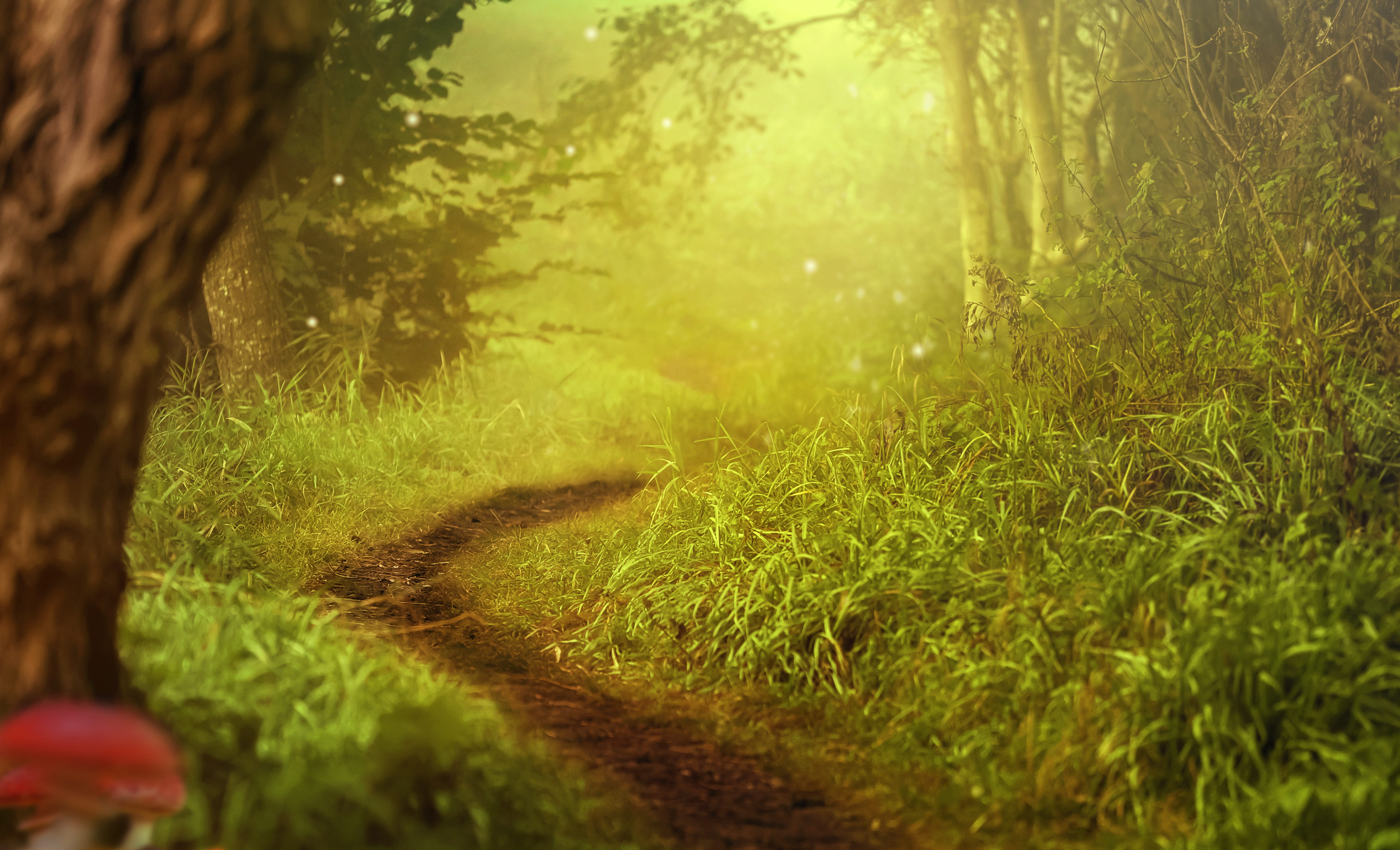 beauty in nature, fairytale, tree, day, mystical, 5K, glowworm, outdoors, tree trunk, idyllic, lighting, trail, green, plant, atmosphere, forest path, HD Wallpaper