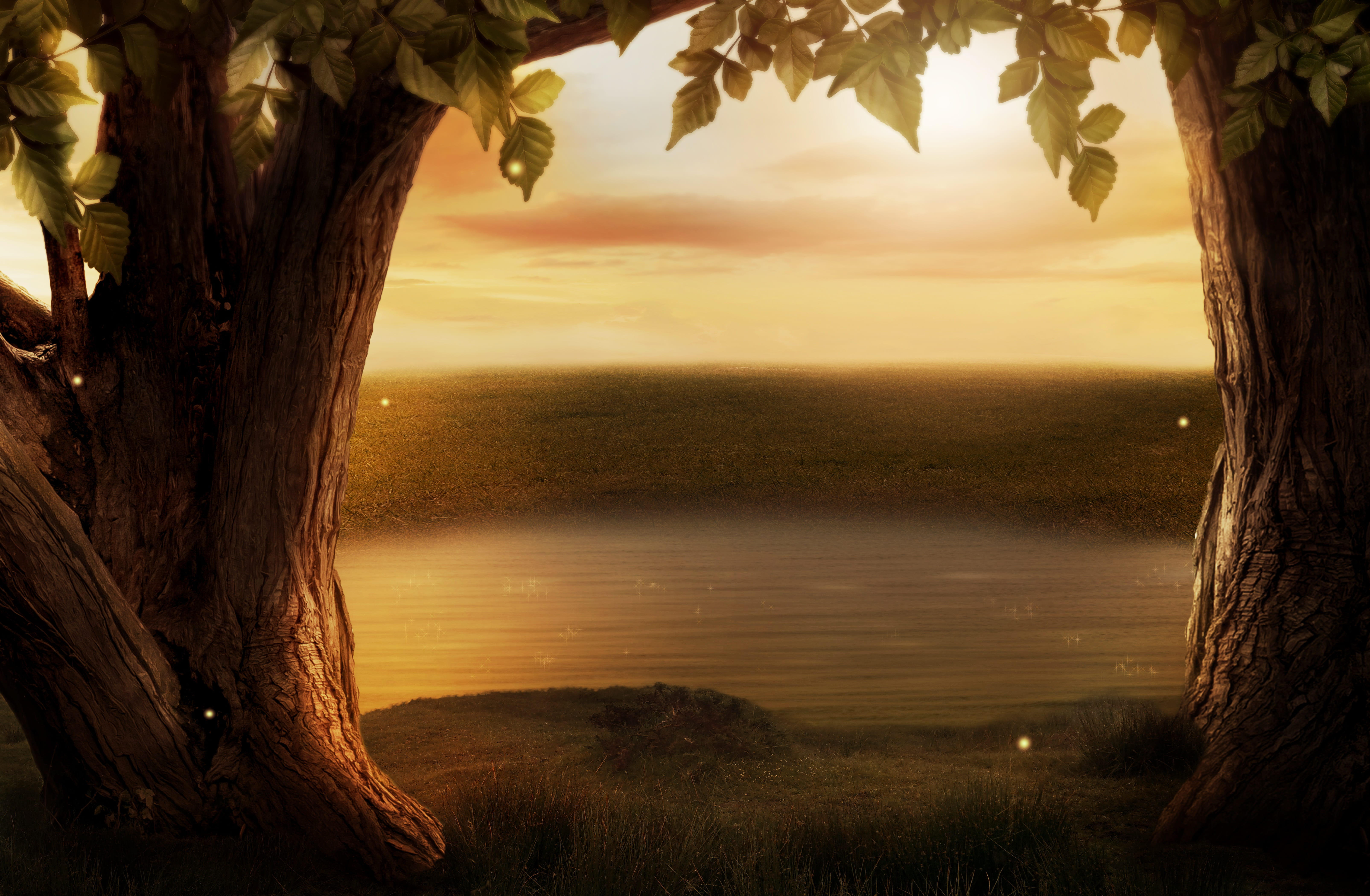 tree trunk, light, composing, idyllic, sun, golden, template, sunrise, fantasy, no people, scenics - nature, branch, fairytale, body, plant, beauty in nature, HD Wallpaper
