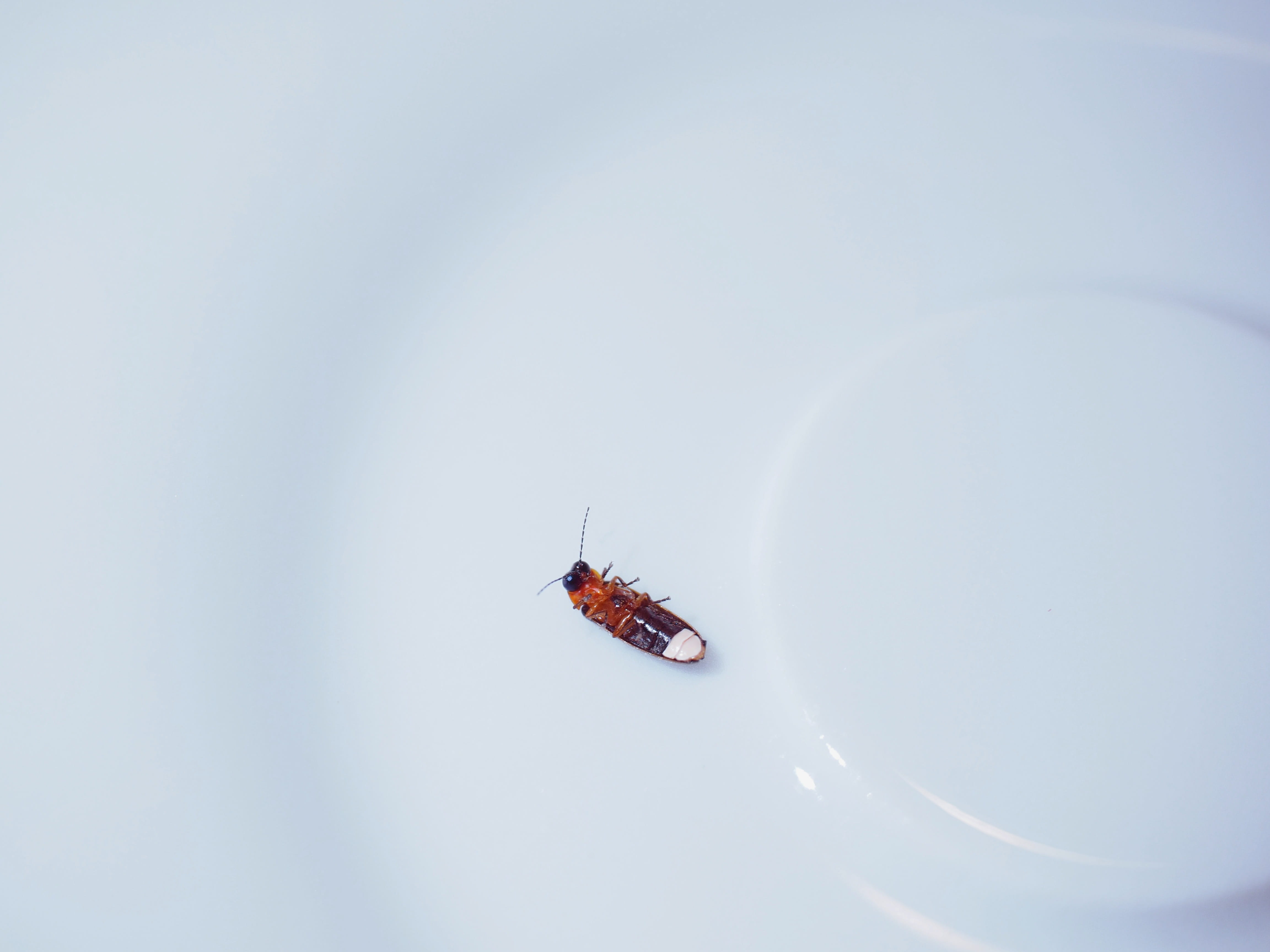 outdoors, mode of transportation, sitting, sky, animal themes, beetle, animals in the wild, soft beetle-like, firefly, lampyridae, nature, day, clear sky, HD Wallpaper
