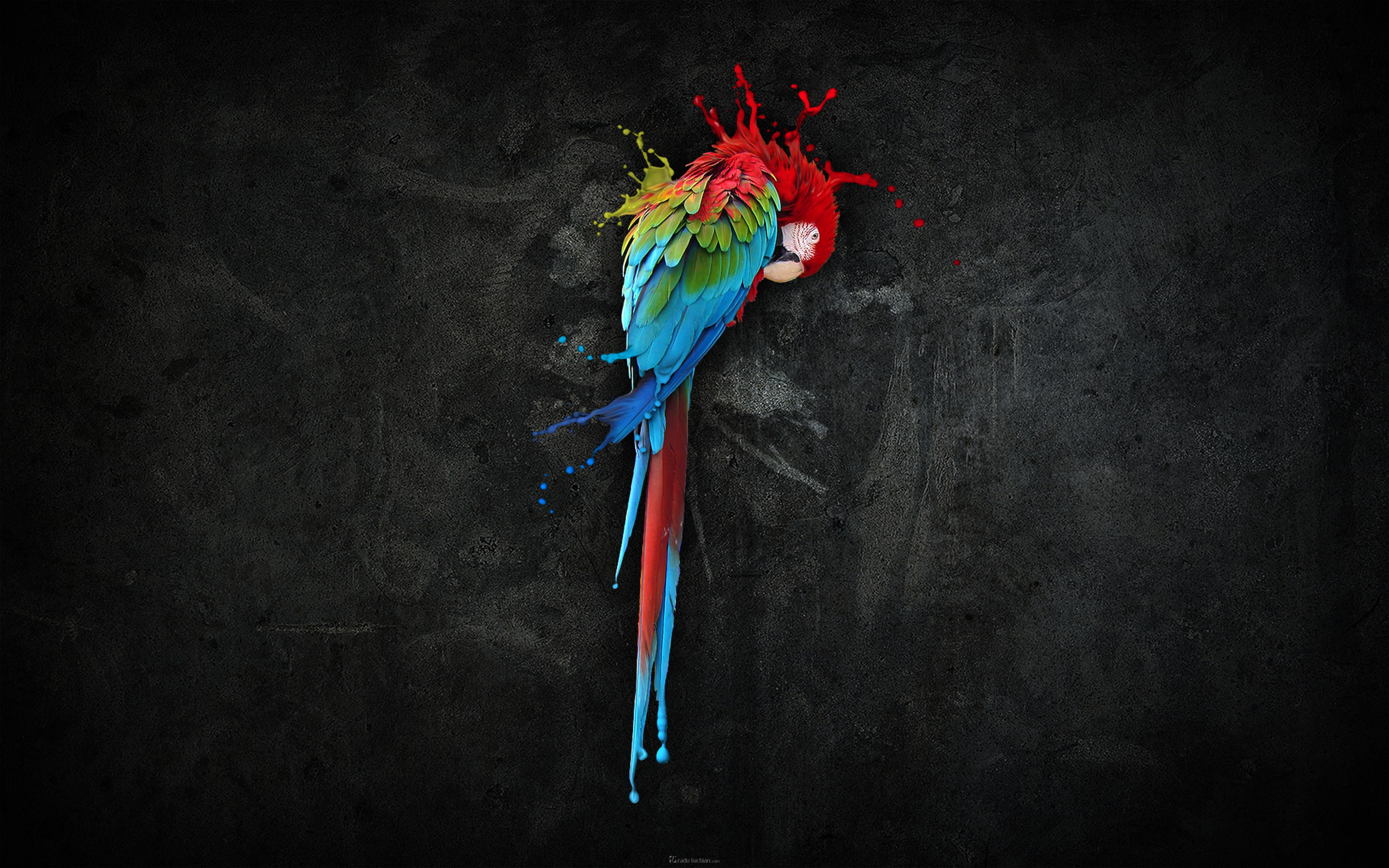 parrot, pretty, splash, 2K, HD Wallpaper