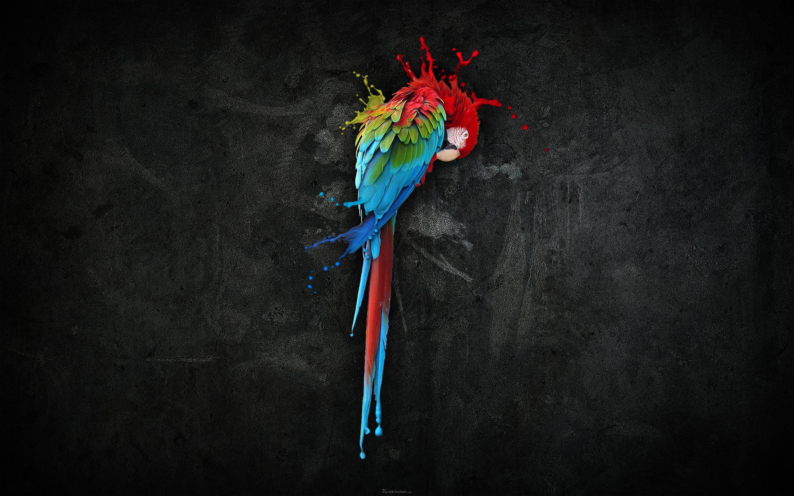 2K, pretty, splash, parrot, creative and graphics, HD Wallpaper