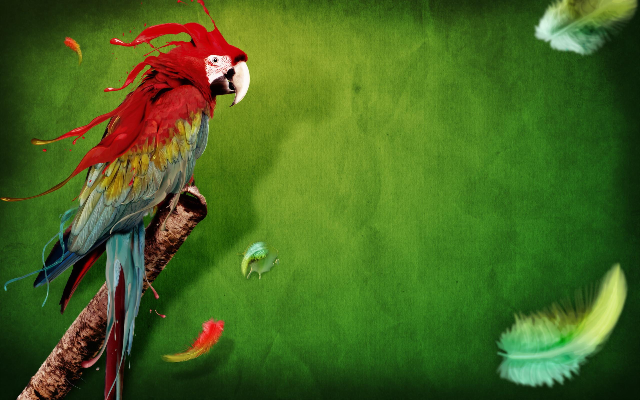 animals and birds, splash, parrot, 2K, HD Wallpaper