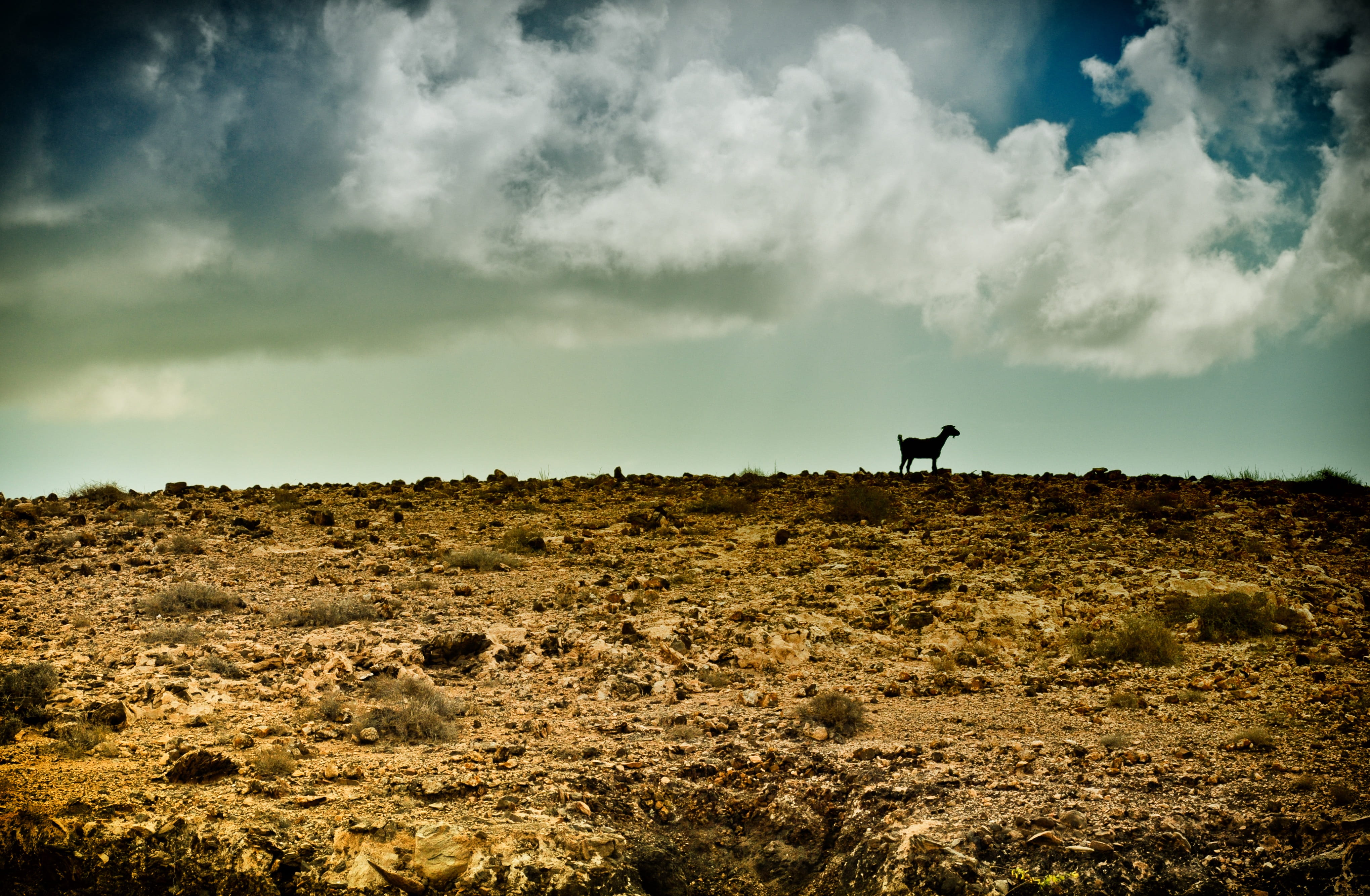 environment, no People, 4K, beauty in nature, livestock, animal themes, animals in the wild, one animal, Stormy, horizon Over Land, nature, animal, clouds, HD Wallpaper