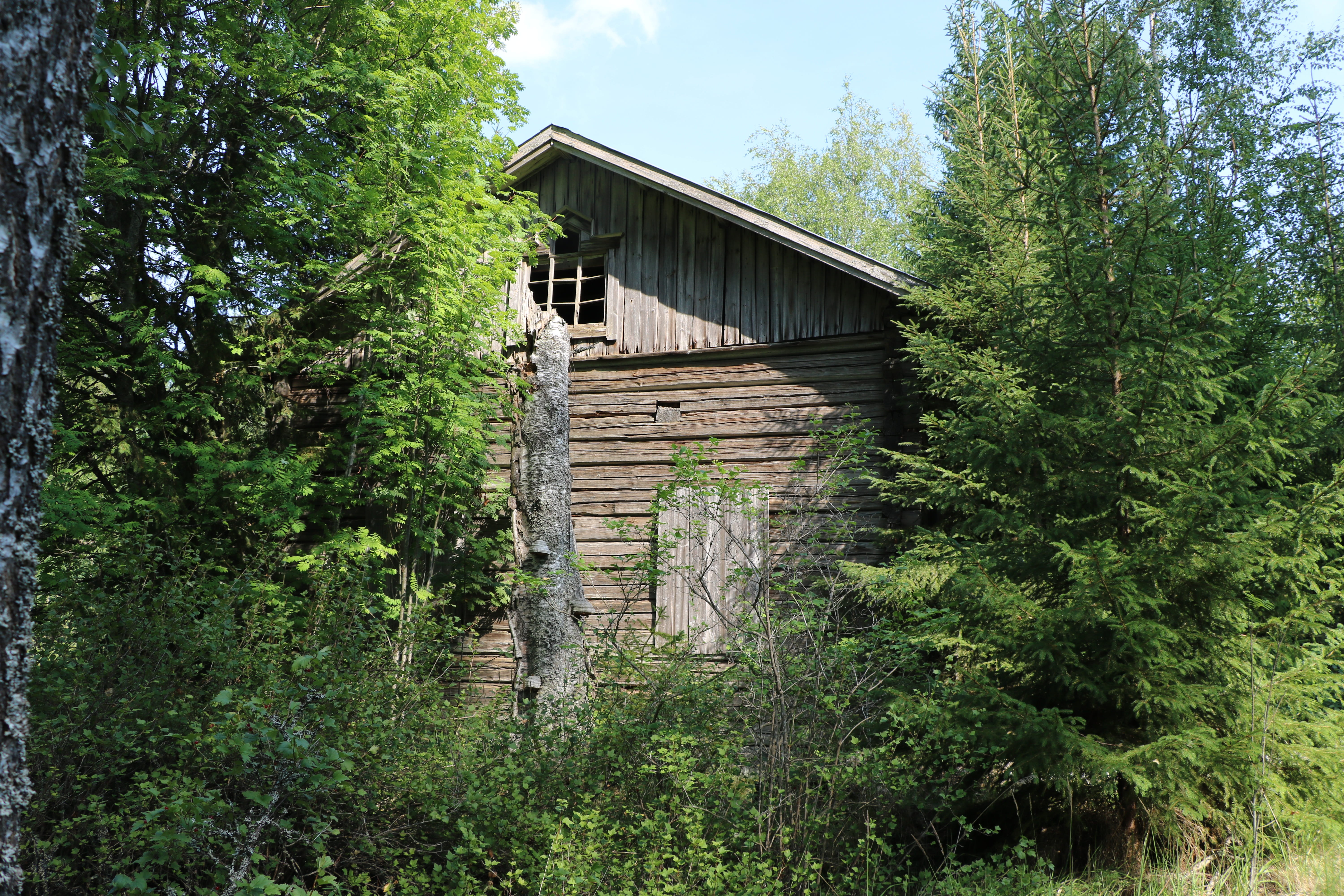 tree, abandoned, building exterior, 5K, no people, day, outdoors, nature, green color, plant, sky, building, deserted house, land, house, forest, obsolete, HD Wallpaper