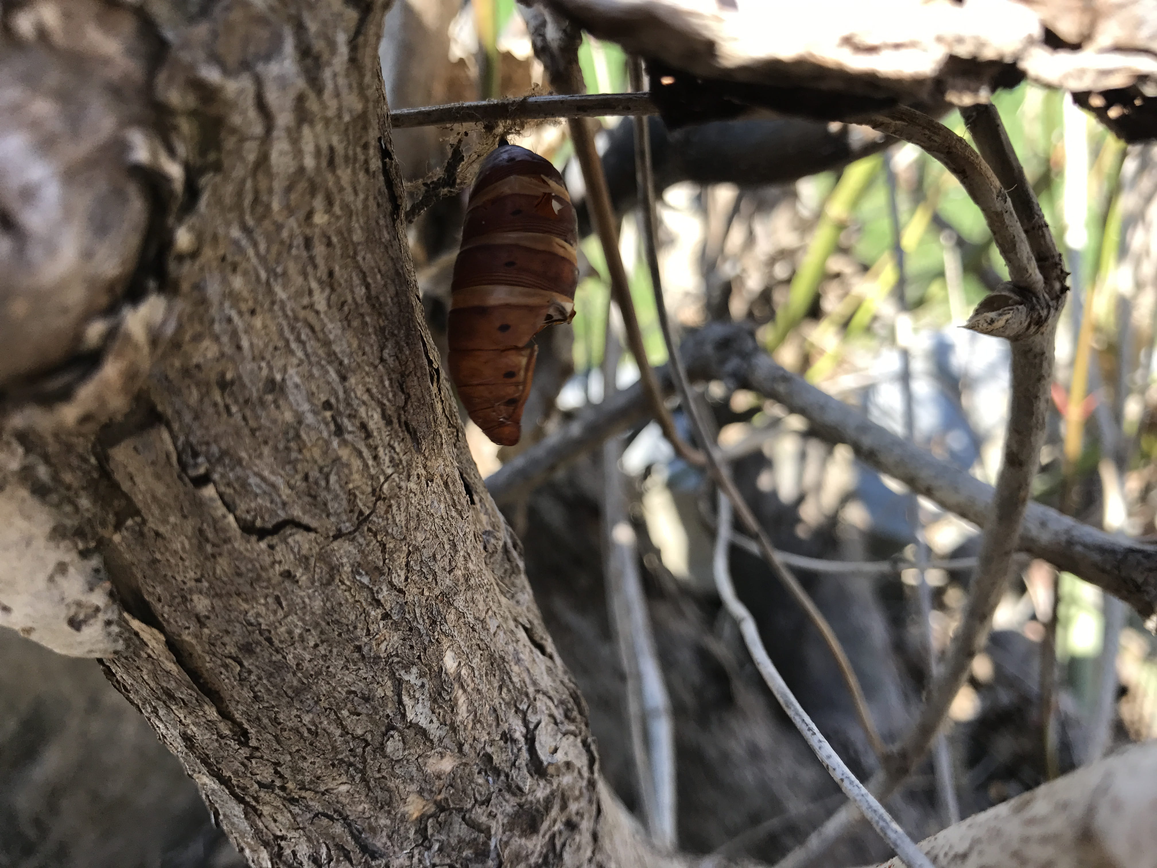 textured, growth, outdoors, tree trunk, 4K, hanging, sunlight, metamorphism, caterpillar, close-up, nat, no people, wildlife, transformation, animal, selective focus, HD Wallpaper