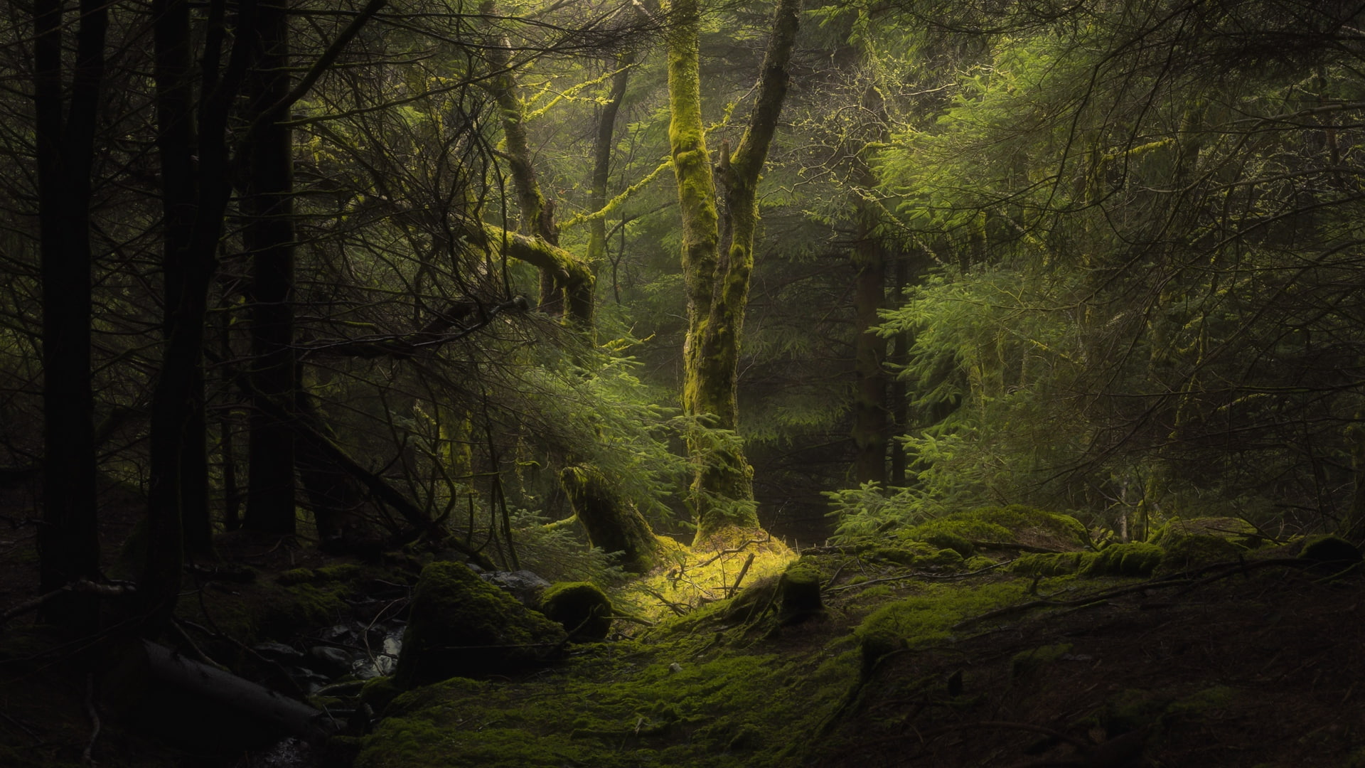 idyllic, dark, beauty in nature, branch, land, non-urban scene, tree trunk, plant, growth, forest, tranquility, no people, tranquil scene, 1080P, woodland, HD Wallpaper