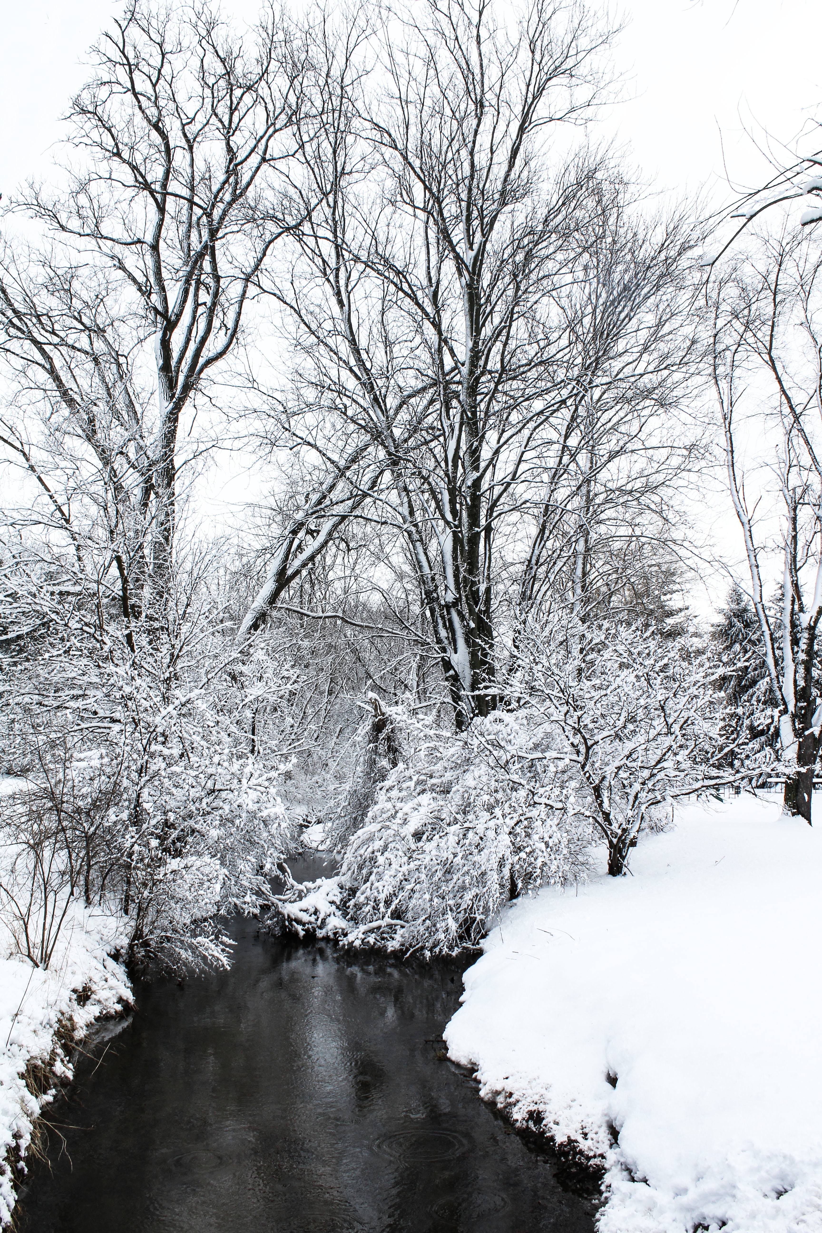 baretrees, white color, covering, tranquility, plant, flowing, snowfield, stream - flowing water, no people, beside, water, 5K, river, flowing water, winter, Phone HD Wallpaper