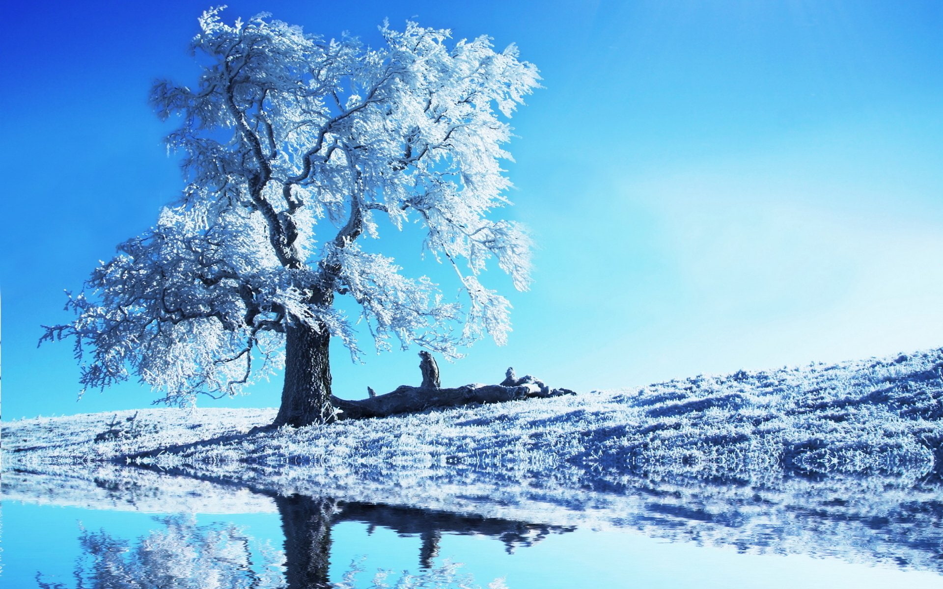 tree, snowcovered, Winter, 1080P, Earth, HD Wallpaper