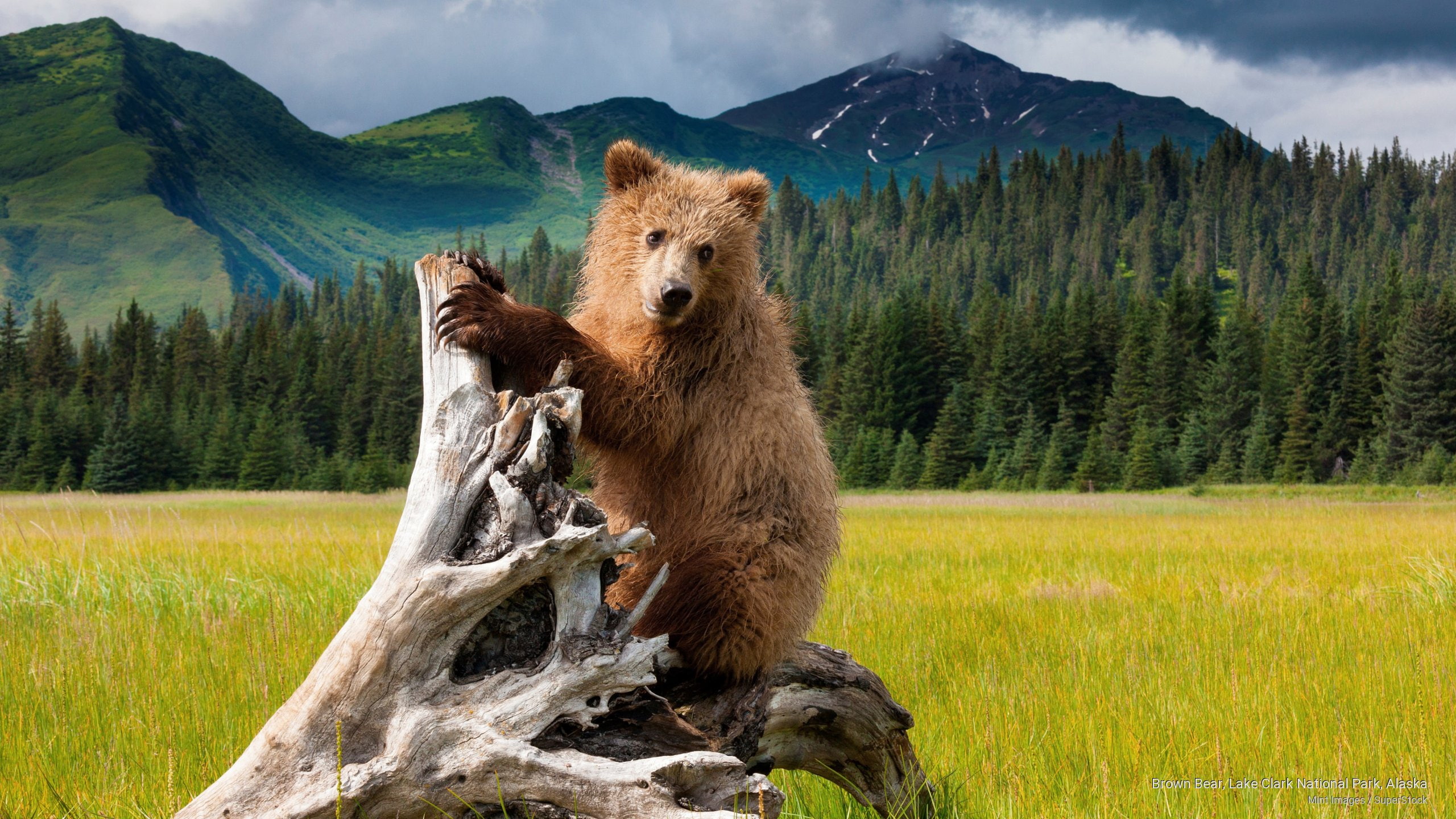 bear, alaska, clark, lake, Animals, 2K, brown, national, park, HD Wallpaper