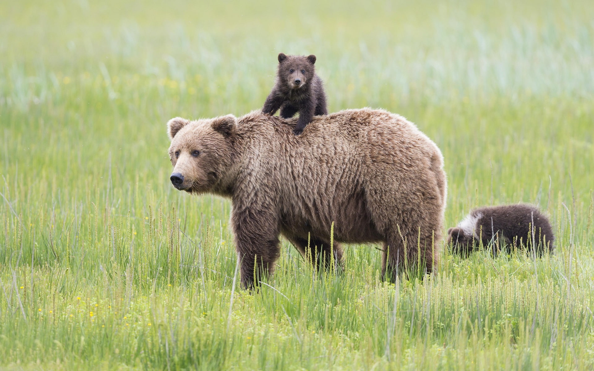 Park, Lake, Alaska, Clark, Bears, National, Meadow, 1080P, HD Wallpaper