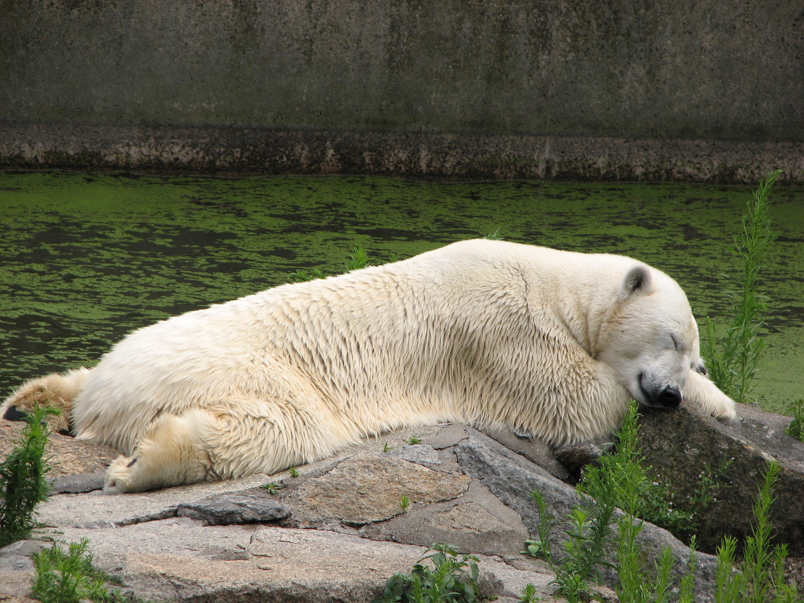 water, mammal, no people, animal, outdoors, vertebrate, solid, 2K, animal wildlife, one animal, animals in the wild, resting, nature, polar bear, relaxation, HD Wallpaper