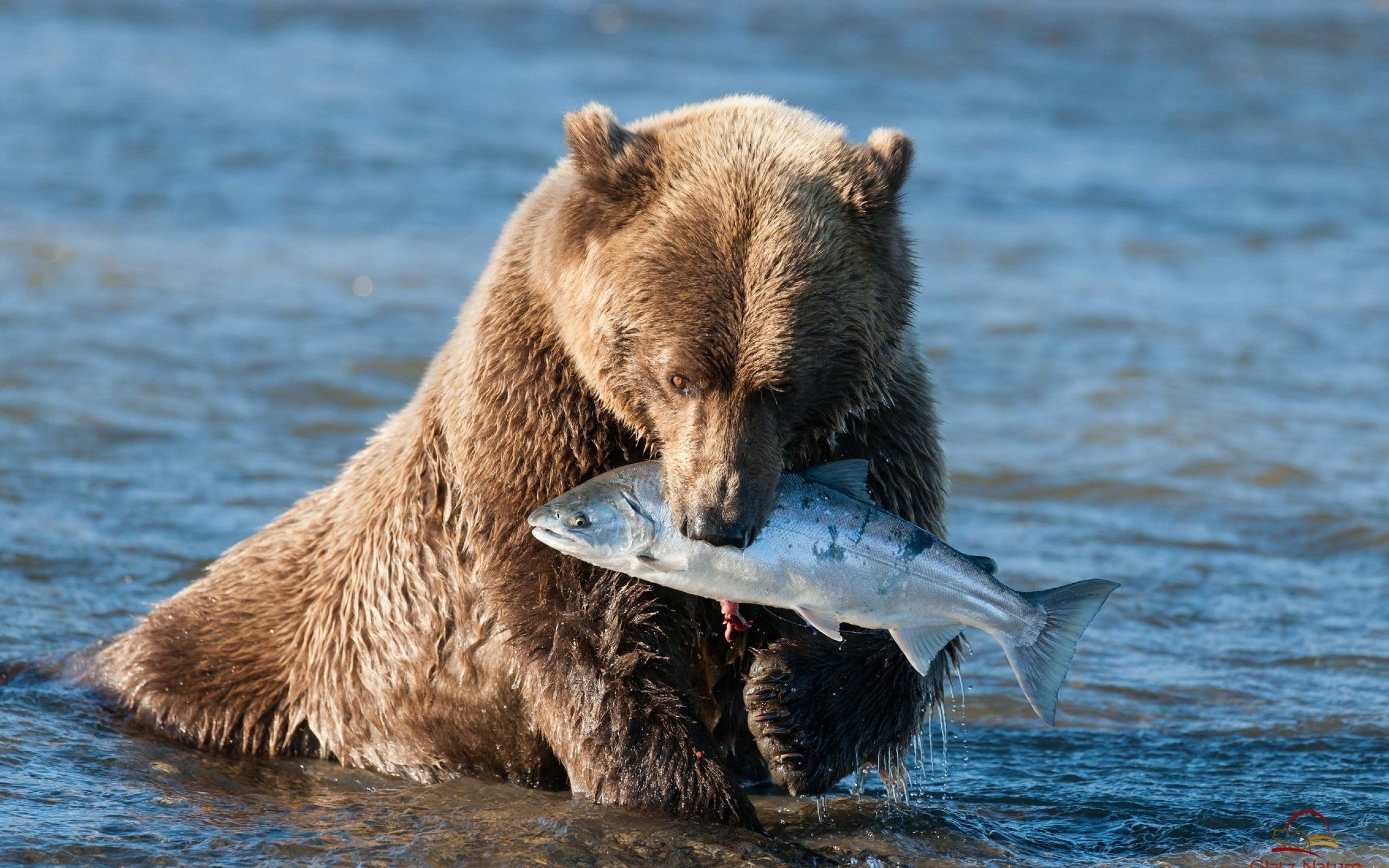 two animals, no people, water, animal family, lake, fish, vertebrate, mammal, eating, carnivore, 2K, wildlife, animal wildlife, nature, canada, animal, HD Wallpaper