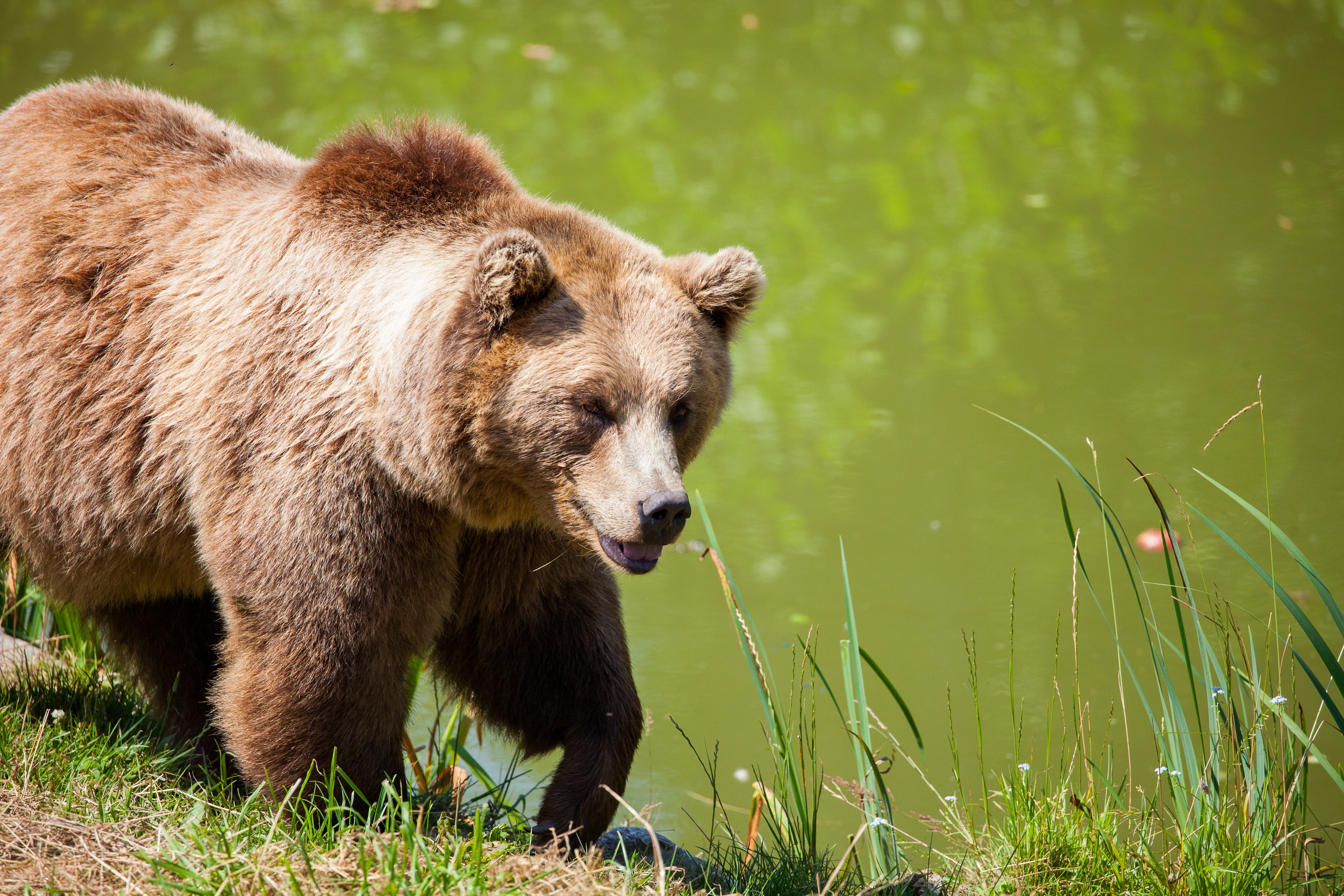 animal themes, walking, grass, animals in the wild, grizzly, wildlife, mammal, furry, bear, plant, 5K, beside, water, cute, lake, grizzly bear, one animal, HD Wallpaper