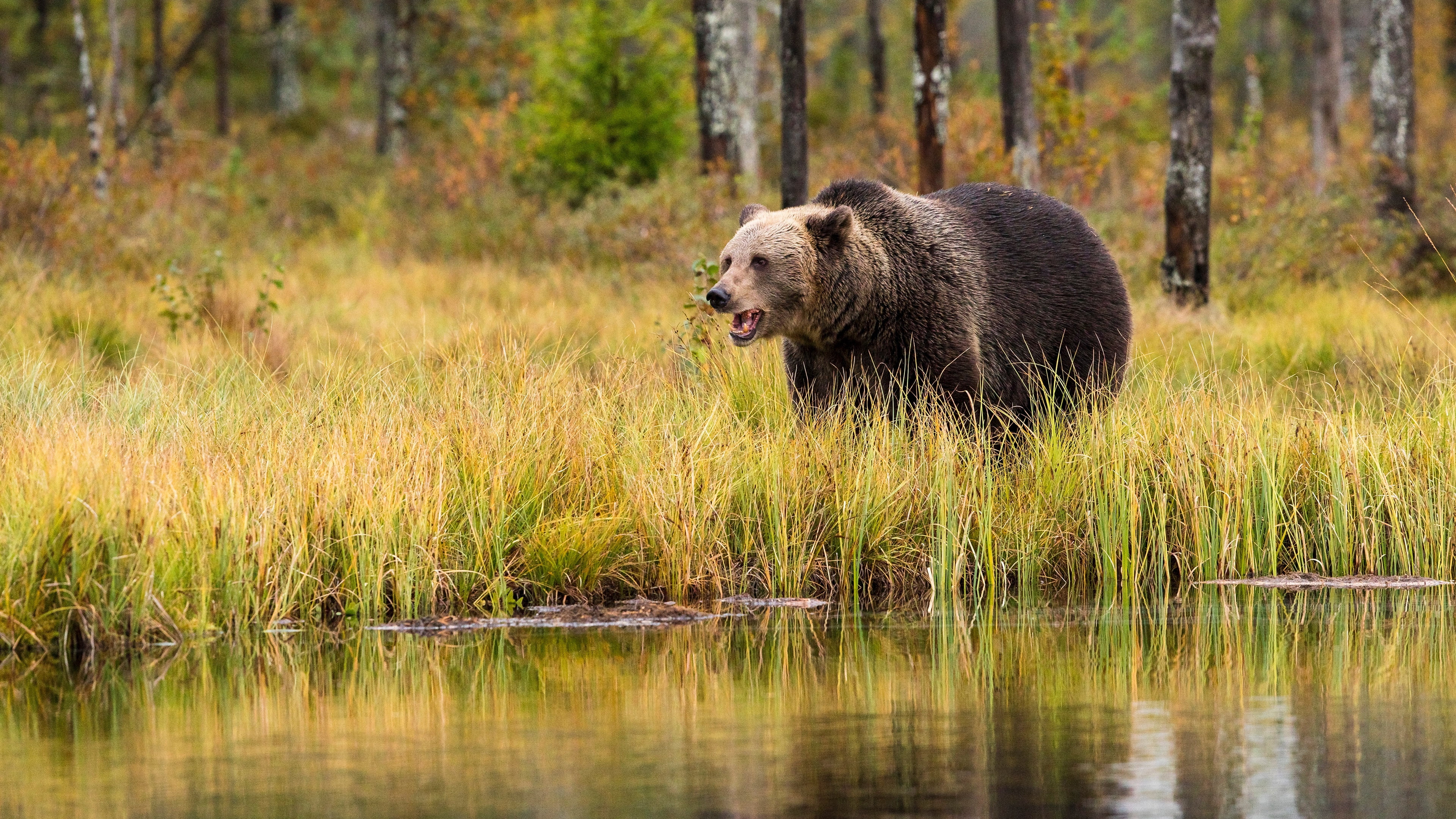 the bushes, bear, brown, reflection, autumn, nature, grass, pond, river, trunks, mouth, 4K, lake, forest, trees, shore, HD Wallpaper