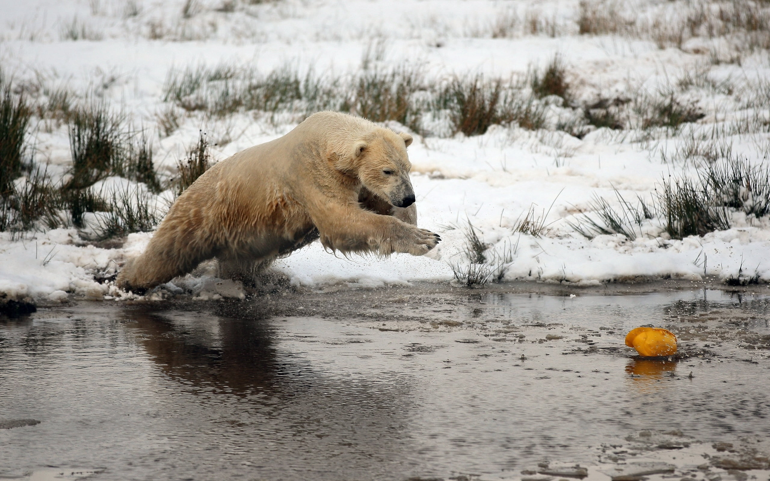 brown Bear, nature, animal wildlife, 2K, animals In The Wild, animal themes, arctic, carnivore, outdoors, wildlife, snow, no people, winter, vertebrate, HD Wallpaper