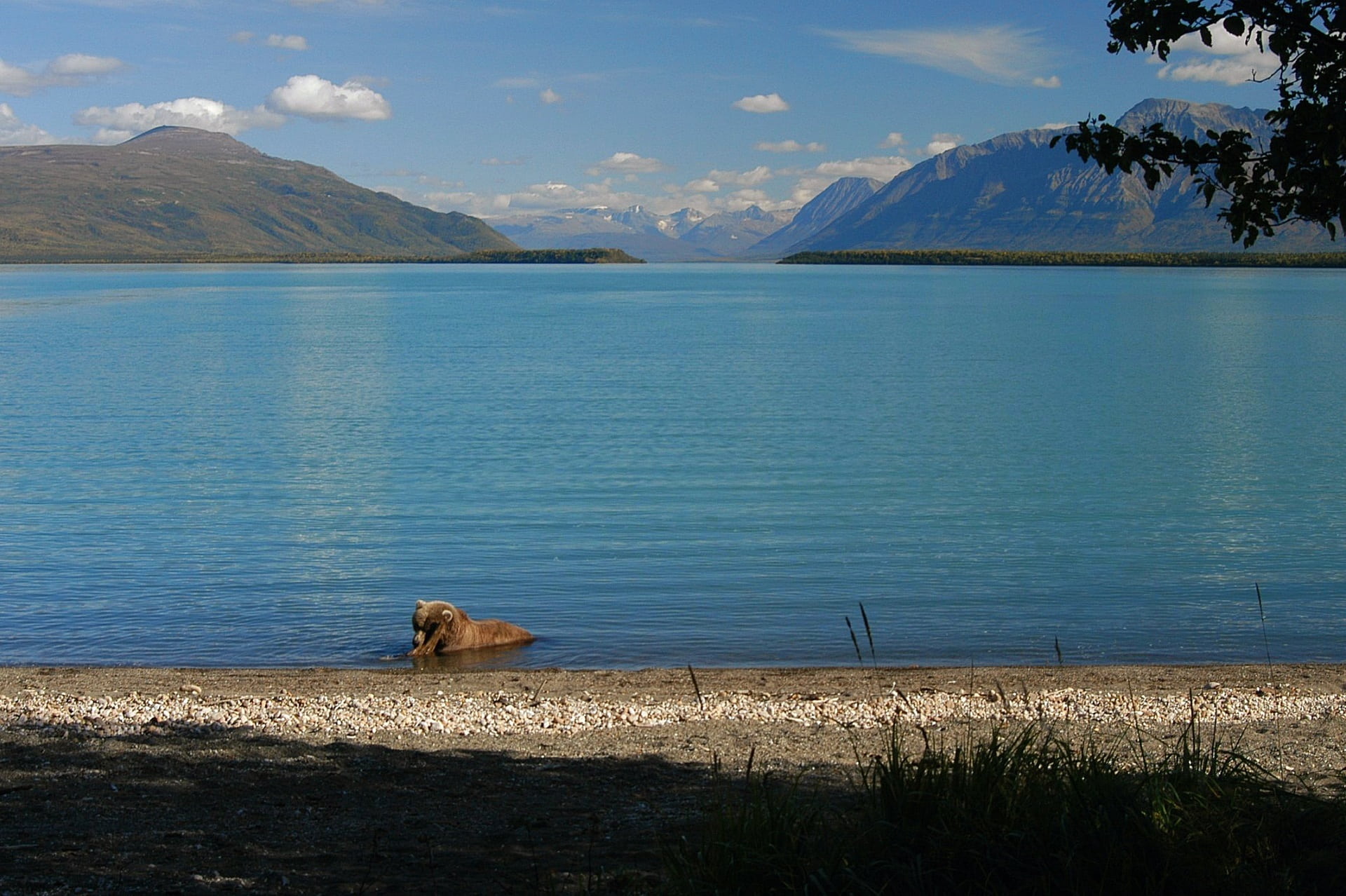 alaska, no people, stick, animal, lake, mountain, mountain peak, tranquil scene, landscape, portrait, 1080P, nature, mountain range, wildlife, mountains, HD Wallpaper