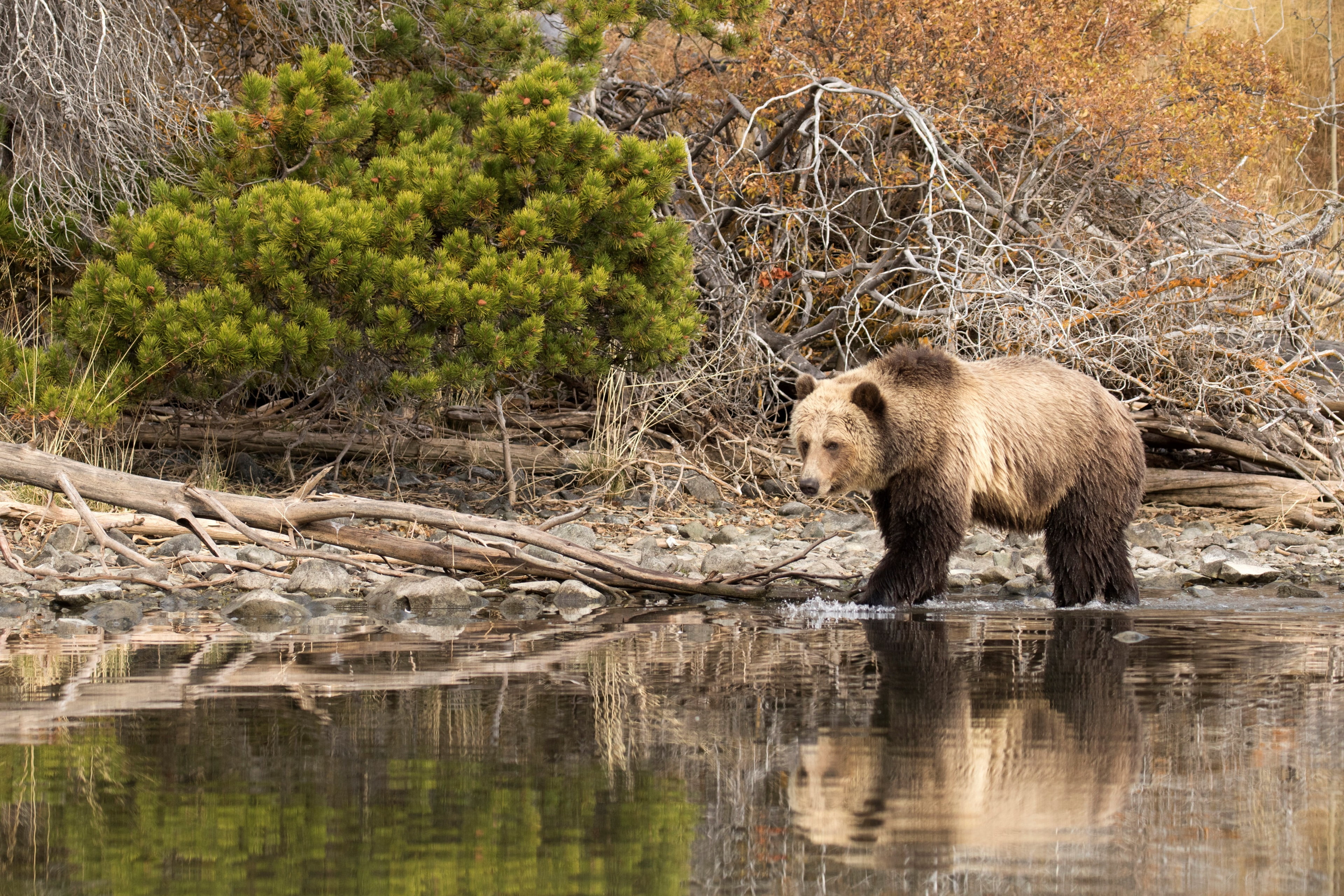 bear, outdoors, lake, vertebrate, water, animals in the wild, tree, one animal, grizzly bear, no people, day, animal wildlife, 4K, animal themes, nature, HD Wallpaper