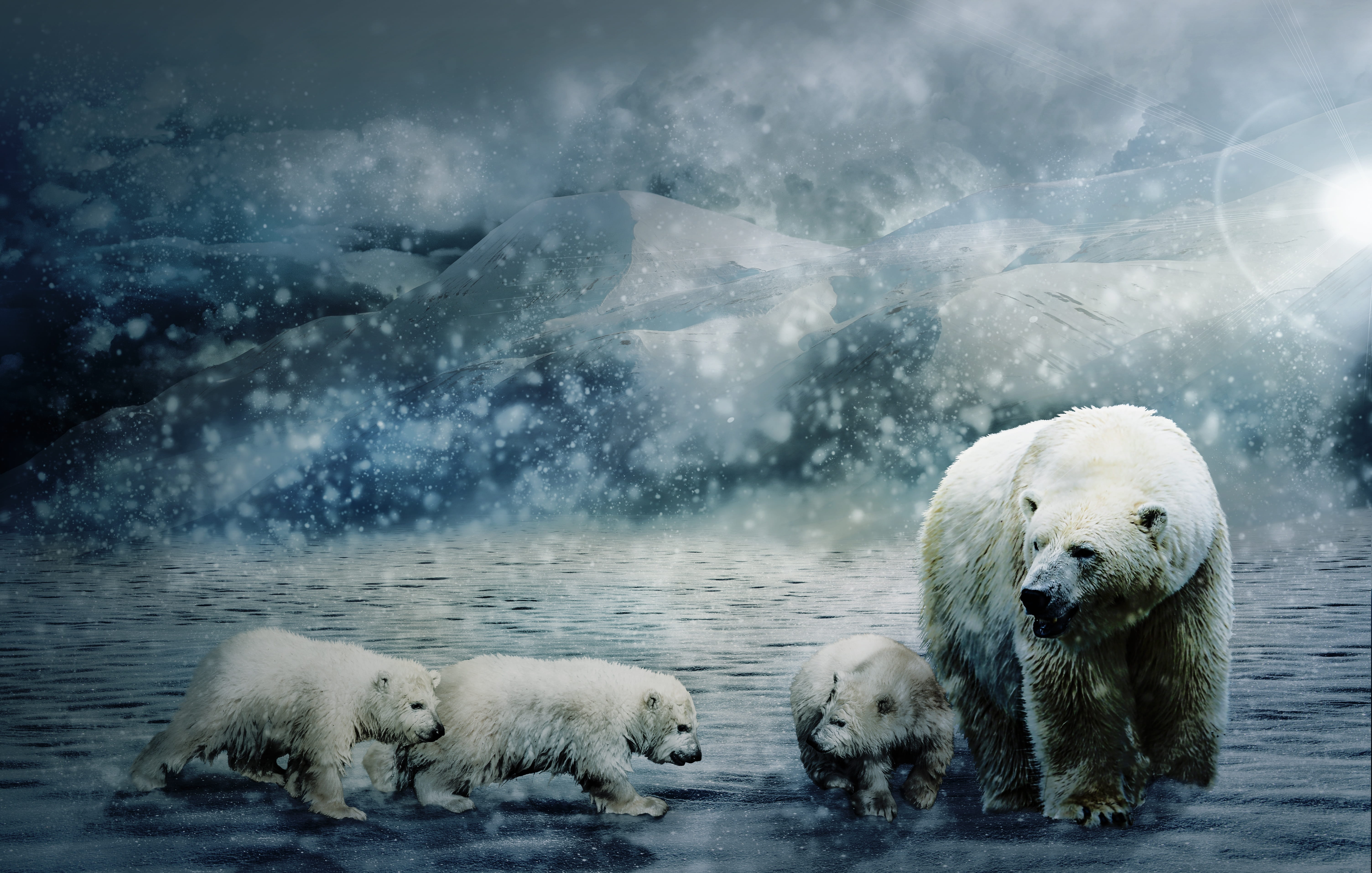 animal, animal family, 5K, outdoors, winter, water, arctic, carnivores, snow, dangerous, sea, babies, mammal, group of animals, ursus, composing, animals in the wild, HD Wallpaper