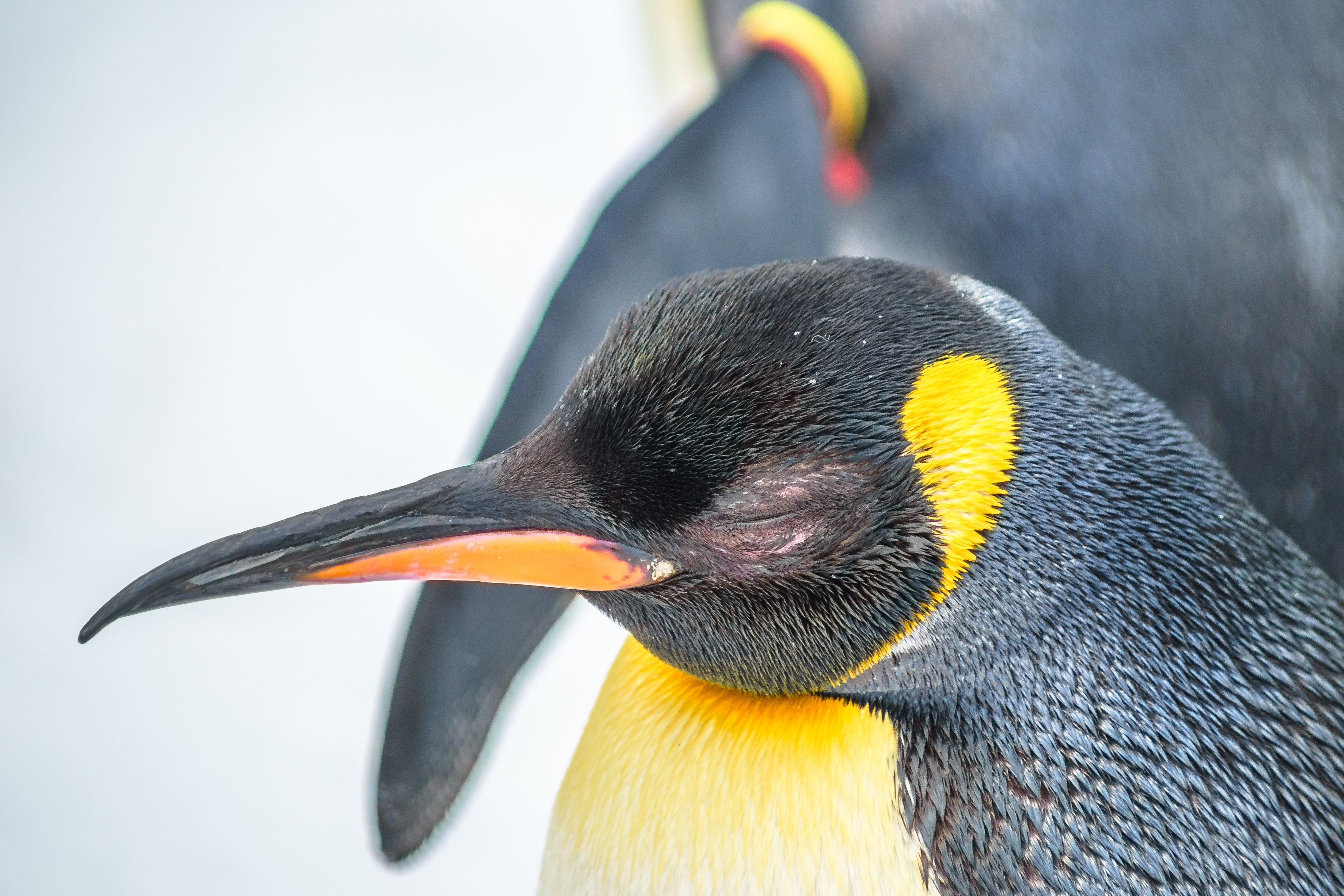 side view, animals in the wild, penguin, water bird, animal, water, animal wildlife, ice floes, day, beak, allwetterzoo, one animal, no people, 2K, close, HD Wallpaper