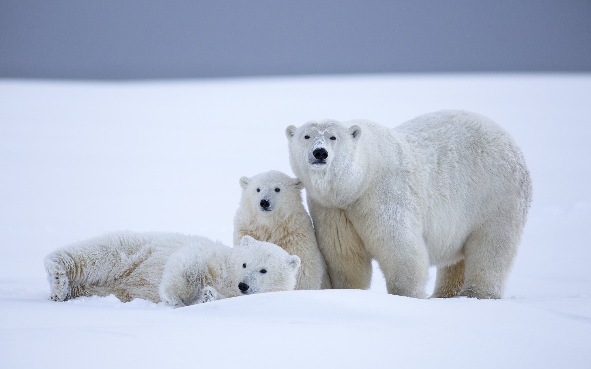 snow, animals, baby animals, polar bears, 1080P, HD Wallpaper