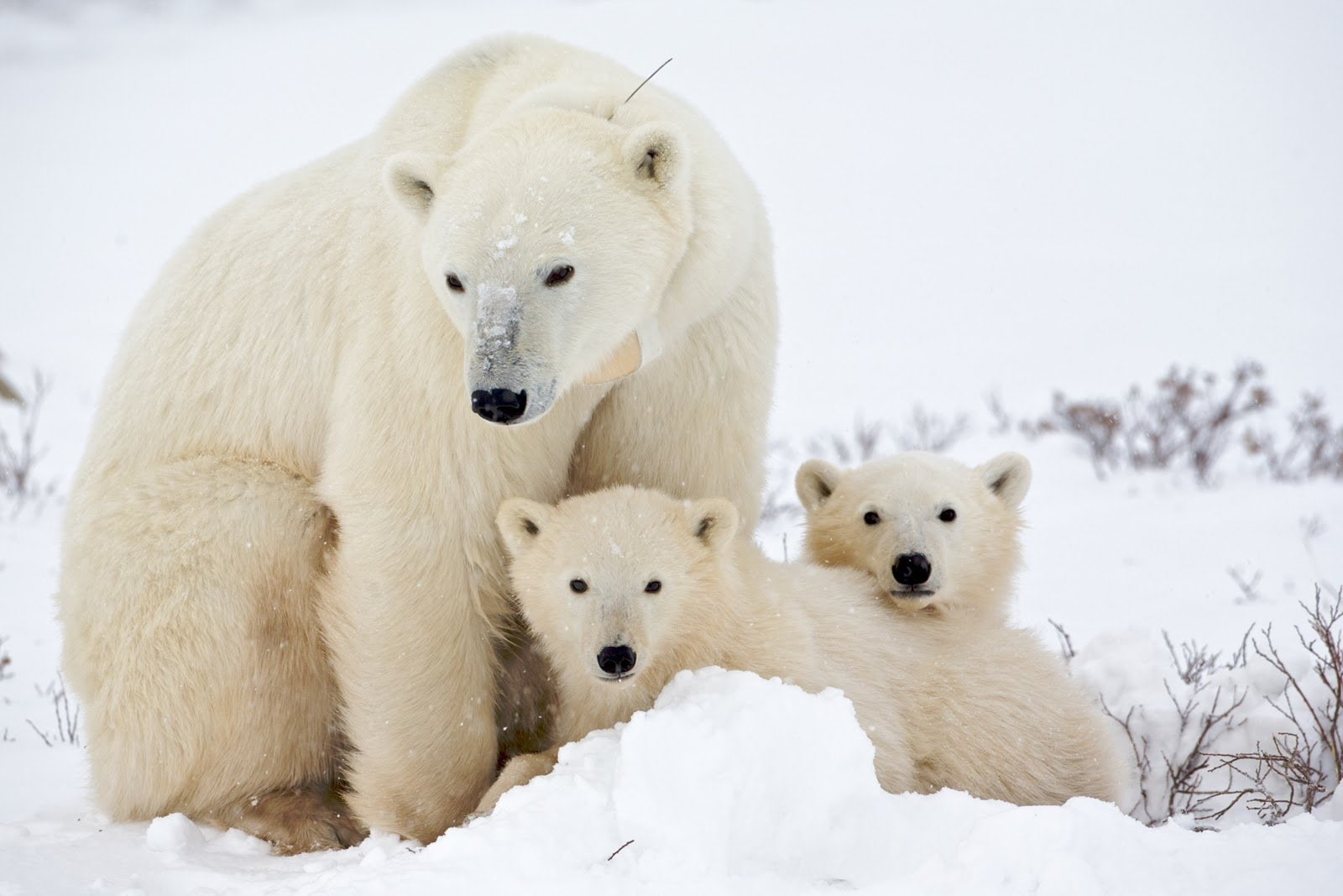 Polar Bear, Cub, Wildlife, Snow, Bears, 720P, Baby Animal, Animal, HD Wallpaper