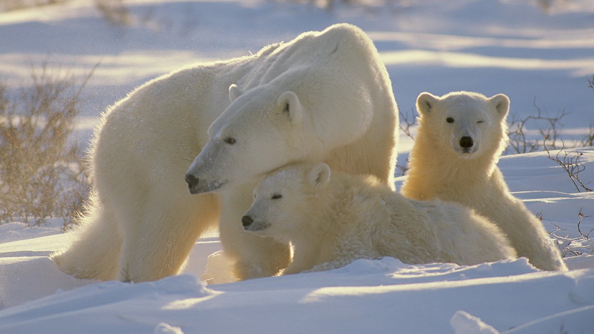 wildlife, family, cute, group of animals, cold - Temperature, 1080P, white, vertebrate, three, outdoors, no people, polar bears, winter, young animal, HD Wallpaper