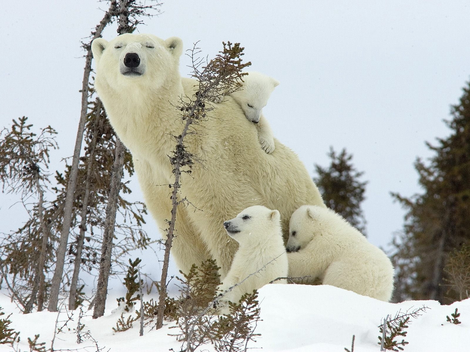 tree, polar bear, 720P, white, fun, group of animals, cold temperature, animal wildlife, family, day, nature, animal themes, babies, outdoors, mammal, HD Wallpaper