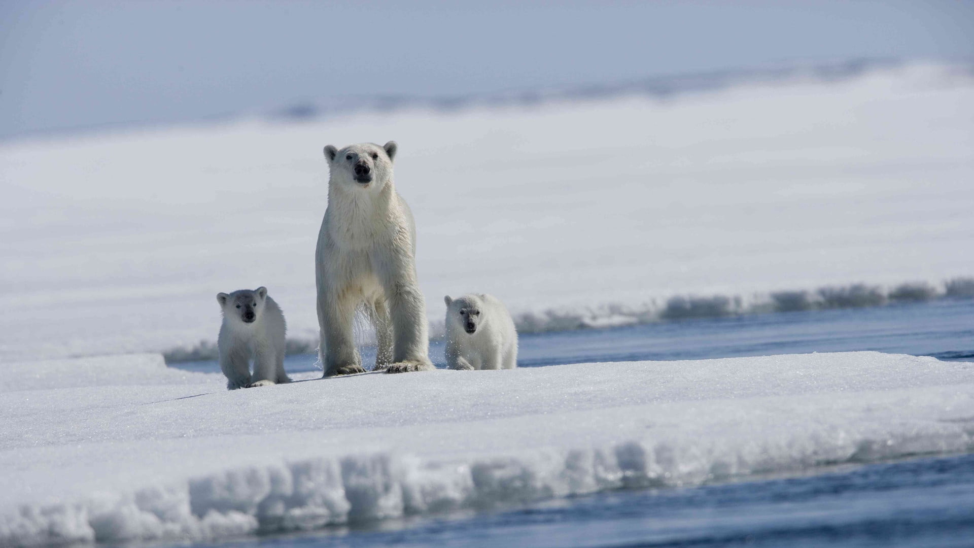 day, outdoors, snow, baby, bears, polar Climate, polar Bear, animal themes, winter, vertebrate, polar, young, two animals, antarctica, three, no People, HD Wallpaper
