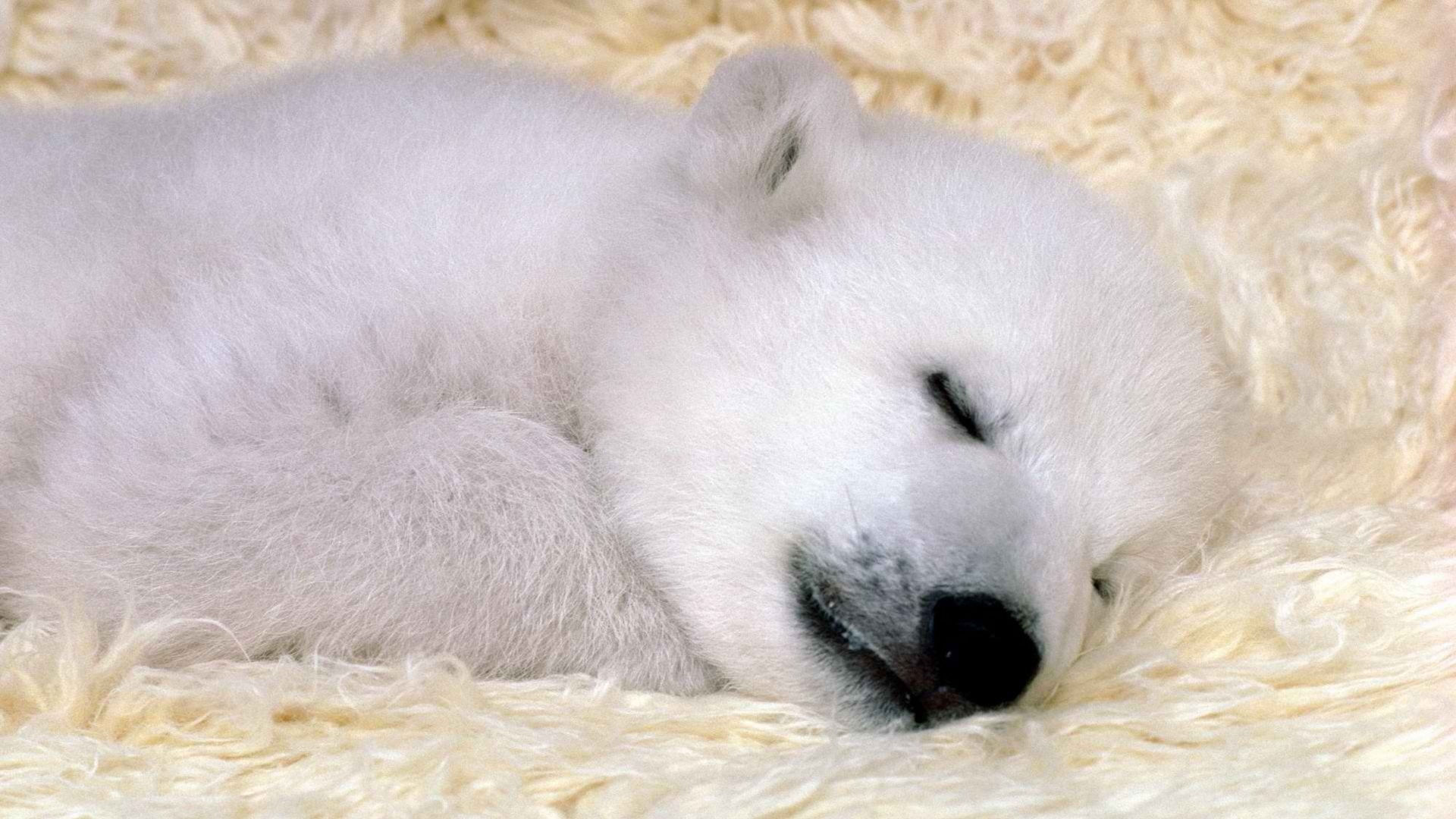hd, 1080P, bears, polar bears, animals, polar, art, x, sleeping, baby, HD Wallpaper