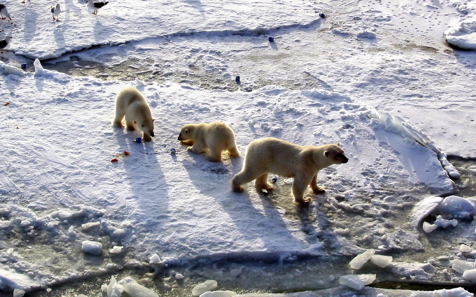 white color, dog, mammal, vertebrate, outdoors, cute, day, three animals, animal family, group of animals, wildlife, pets, winter, bears, polar, animal themes, HD Wallpaper