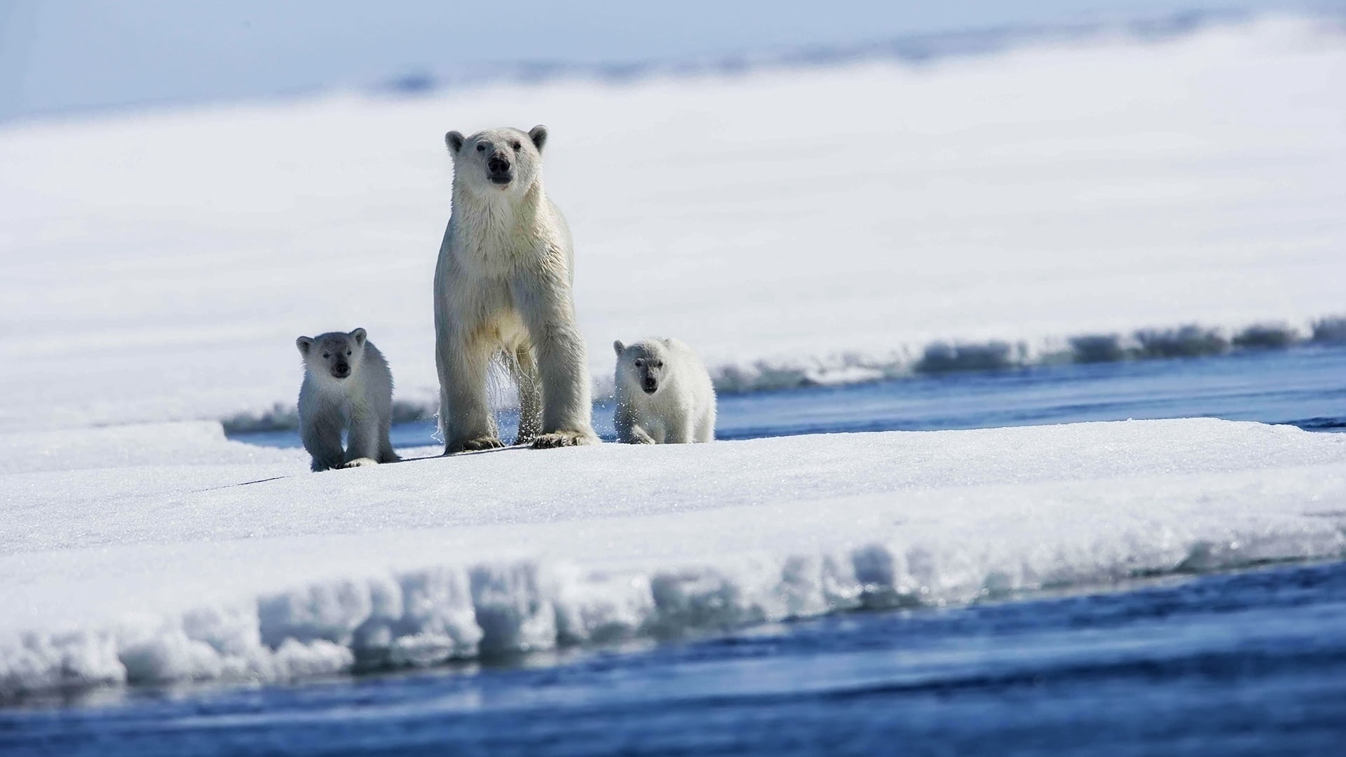 day, season, polar, arctic, cold temperature, babies, wildlife, frozen, animal themes, winter, vertebrate, blue, no People, family, bear, polar bears, two animals, HD Wallpaper