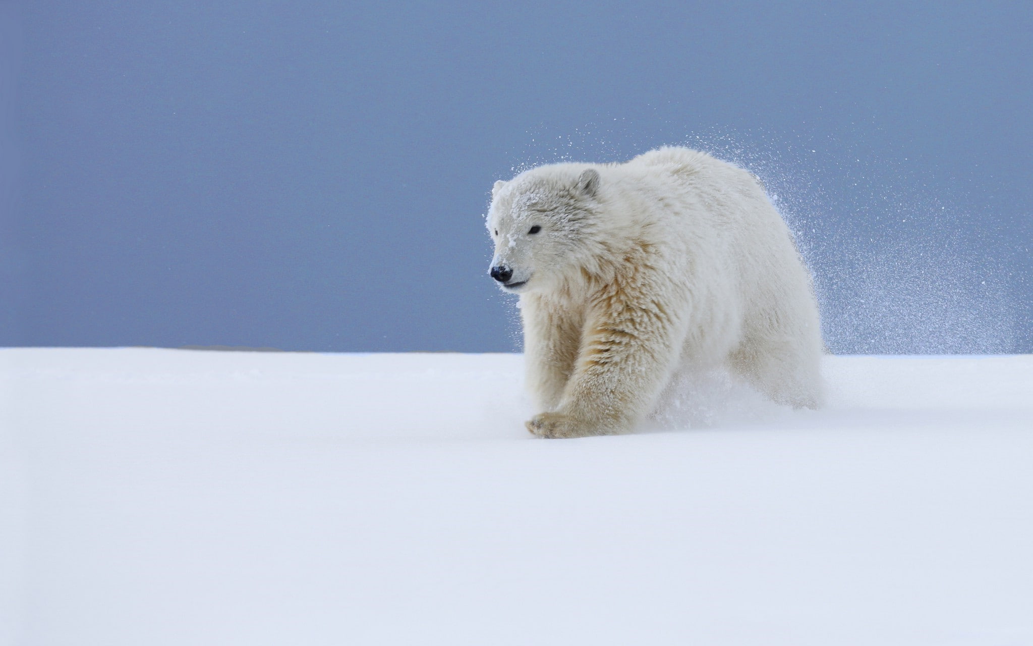 animal wildlife, outdoors, bear, polar bear, white color, snow, ice, cold temperature, animal hair, no people, animal, one animal, nature, vertebrate, winter, HD Wallpaper