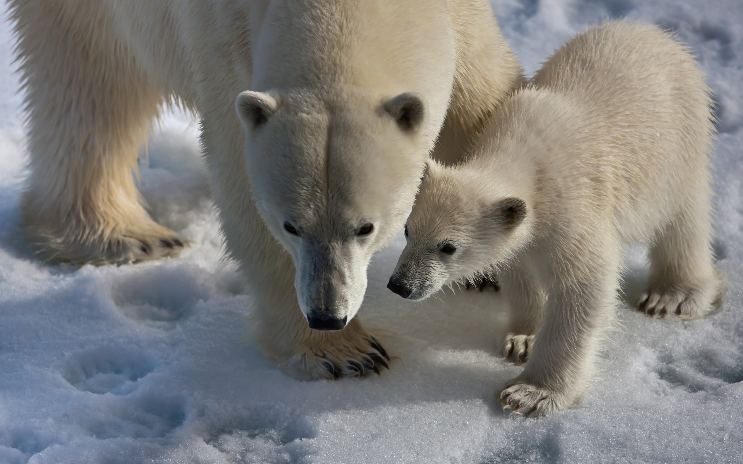 ice, walk, two animals, animal wildlife, outdoors, cold temperature, animal family, white color, polar bears, polar, cold - Temperature, baby, polar Climate, HD Wallpaper