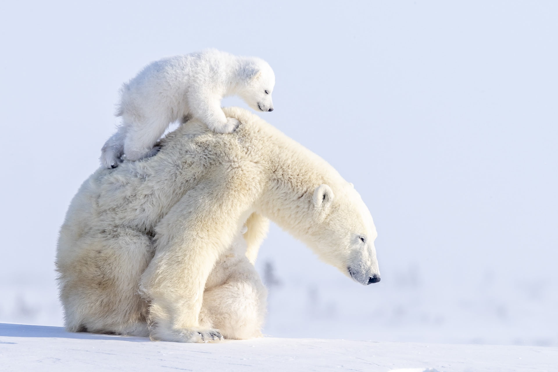 bears, mammals, animals, 1080P, polar bears, baby animals, snow, HD Wallpaper