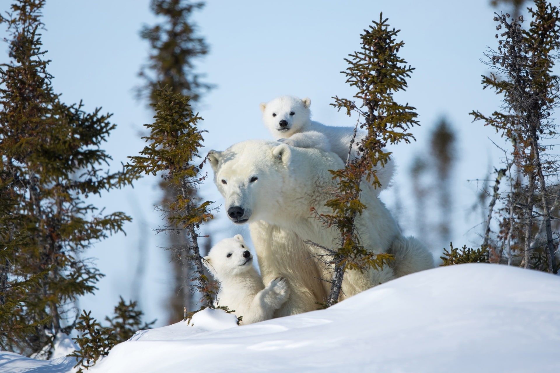 winter, white color, animals in the wild, mammal, nature, animal wildlife, animal, Polar Bear, plant, Bears, snow, day, land, one animal, Baby Animal, bear, HD Wallpaper
