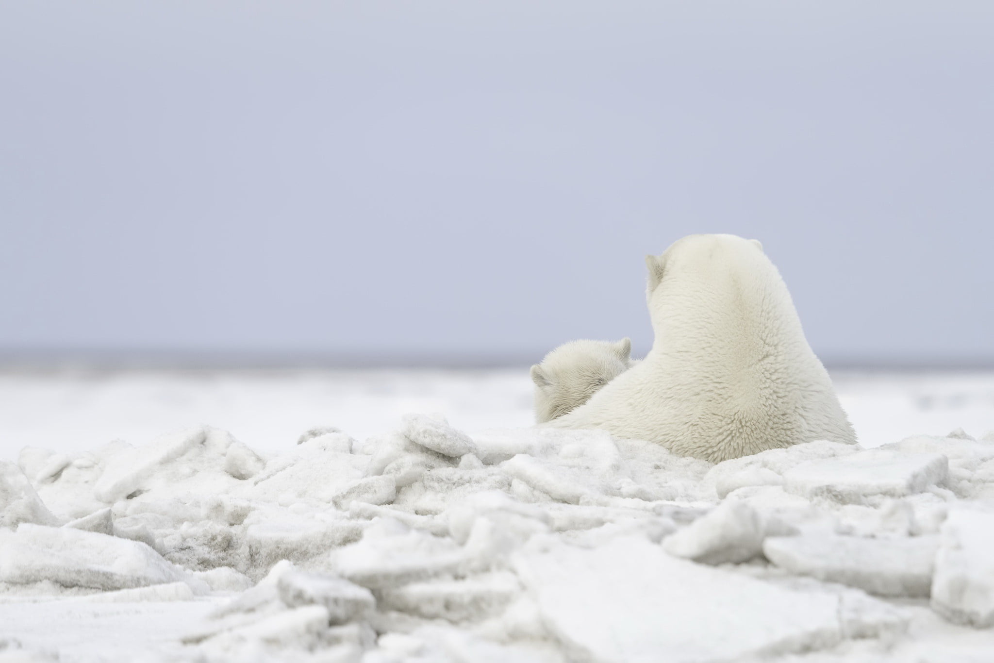 Bears, predator (Animal), Cub, 1080P, Polar Bear, Wildlife, Baby Animal, HD Wallpaper