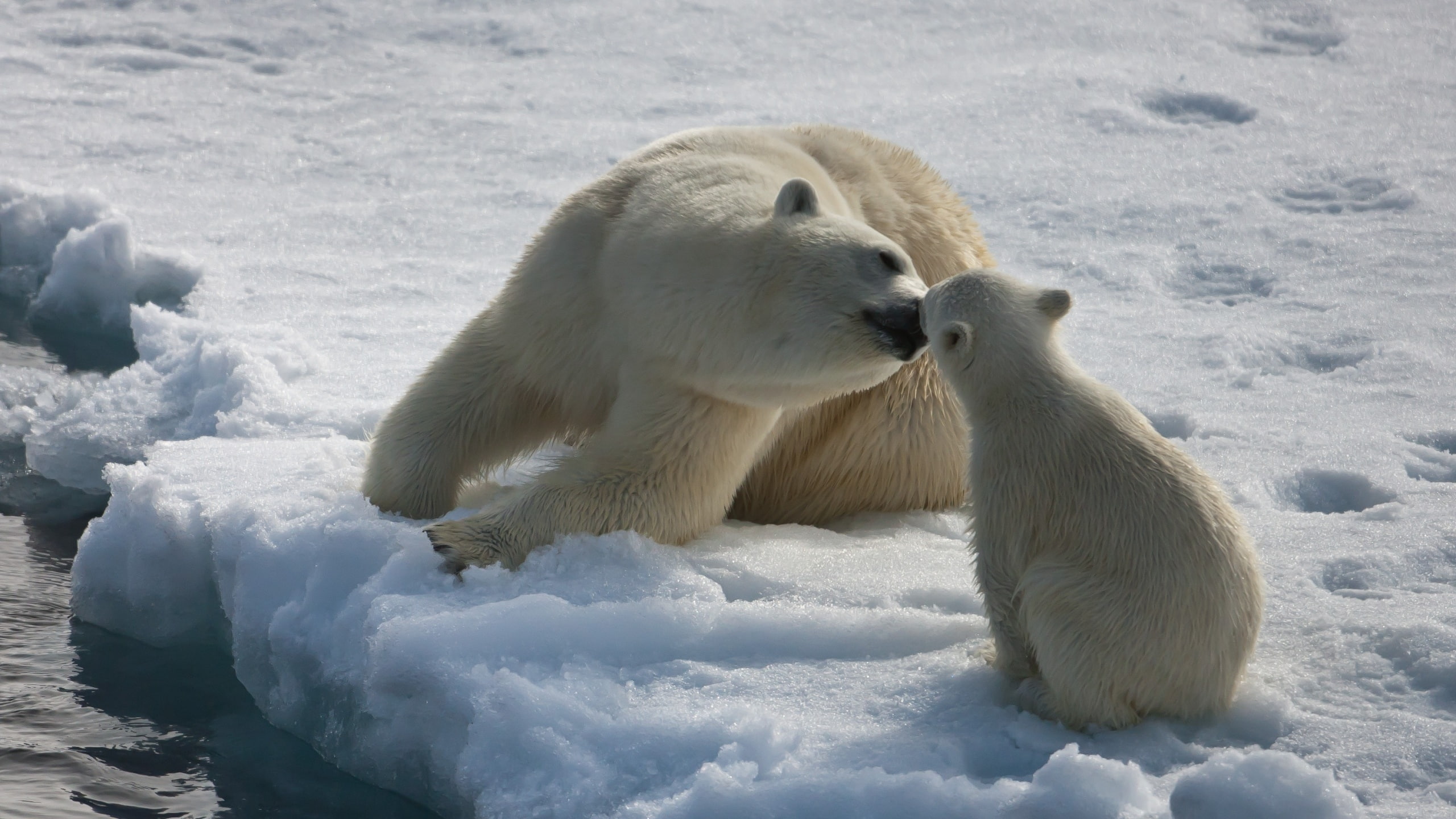 2K, moisture, snow, couple, baby, winter, polar bears, HD Wallpaper