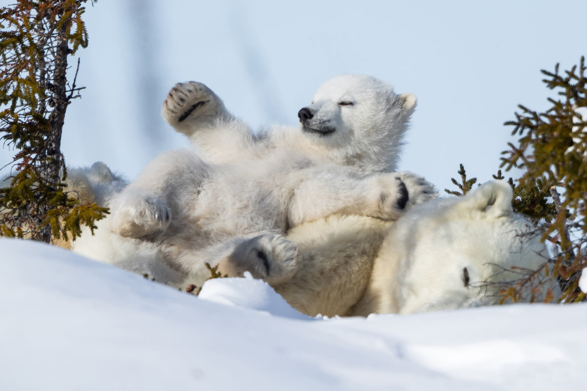 Polar Bear, Snow, Wildlife, Bears, Baby Animal, predator (Animal), Cub, 1080P, Winter, HD Wallpaper
