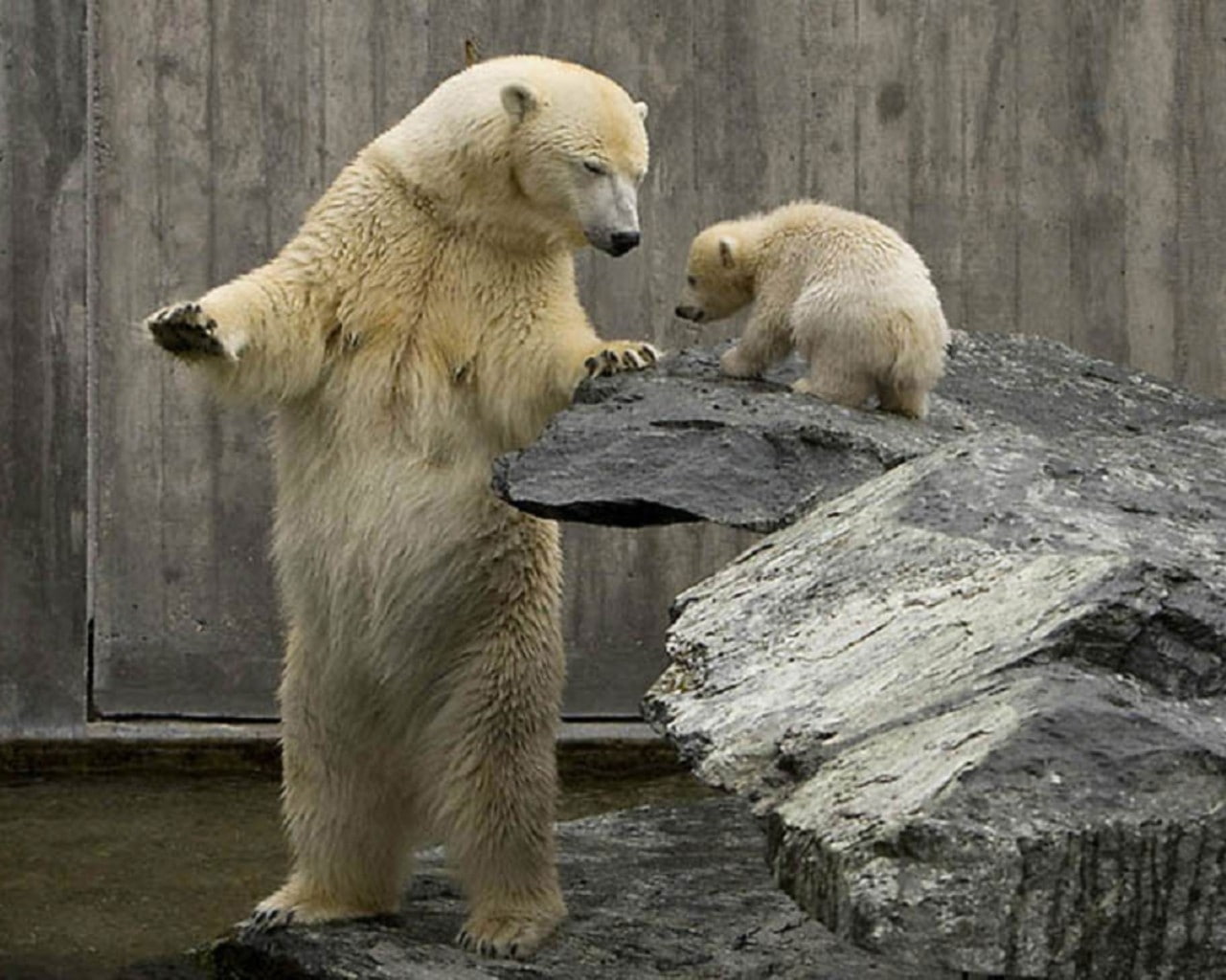 bears, animals, hd, polar, 720P, baby, swimming, lesson, mother, swim, art, x, rock, HD Wallpaper