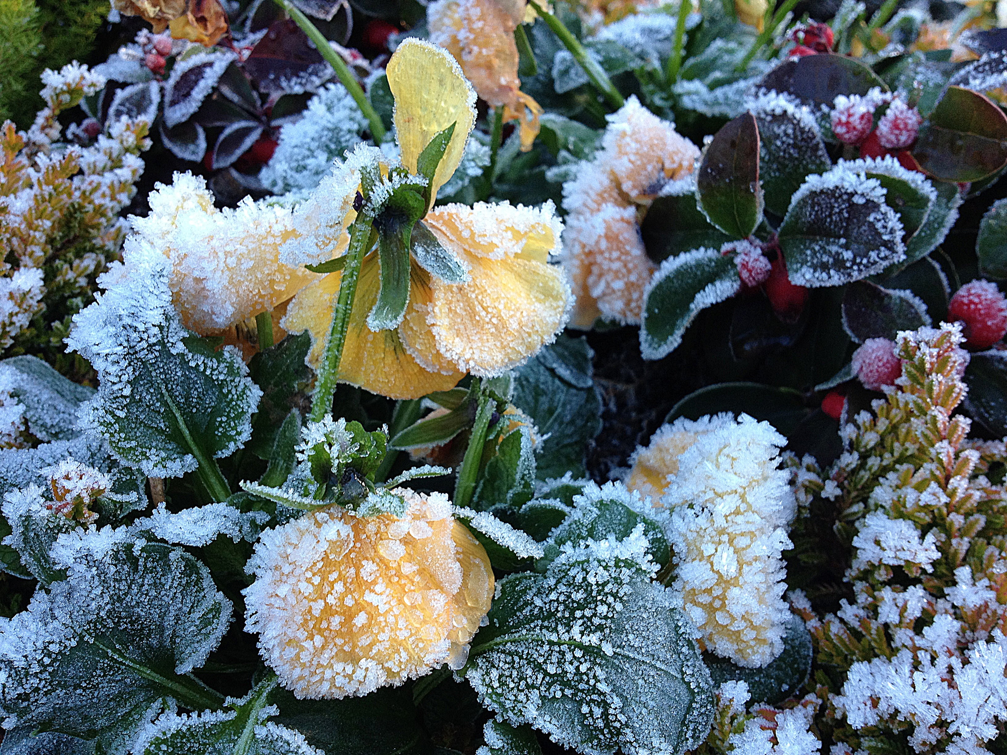 flower head, assorted, grave planting, color, 2K, high angle view, frozen, no people, full frame, grave, flowers, marine, cold temperature, winterblueher, HD Wallpaper