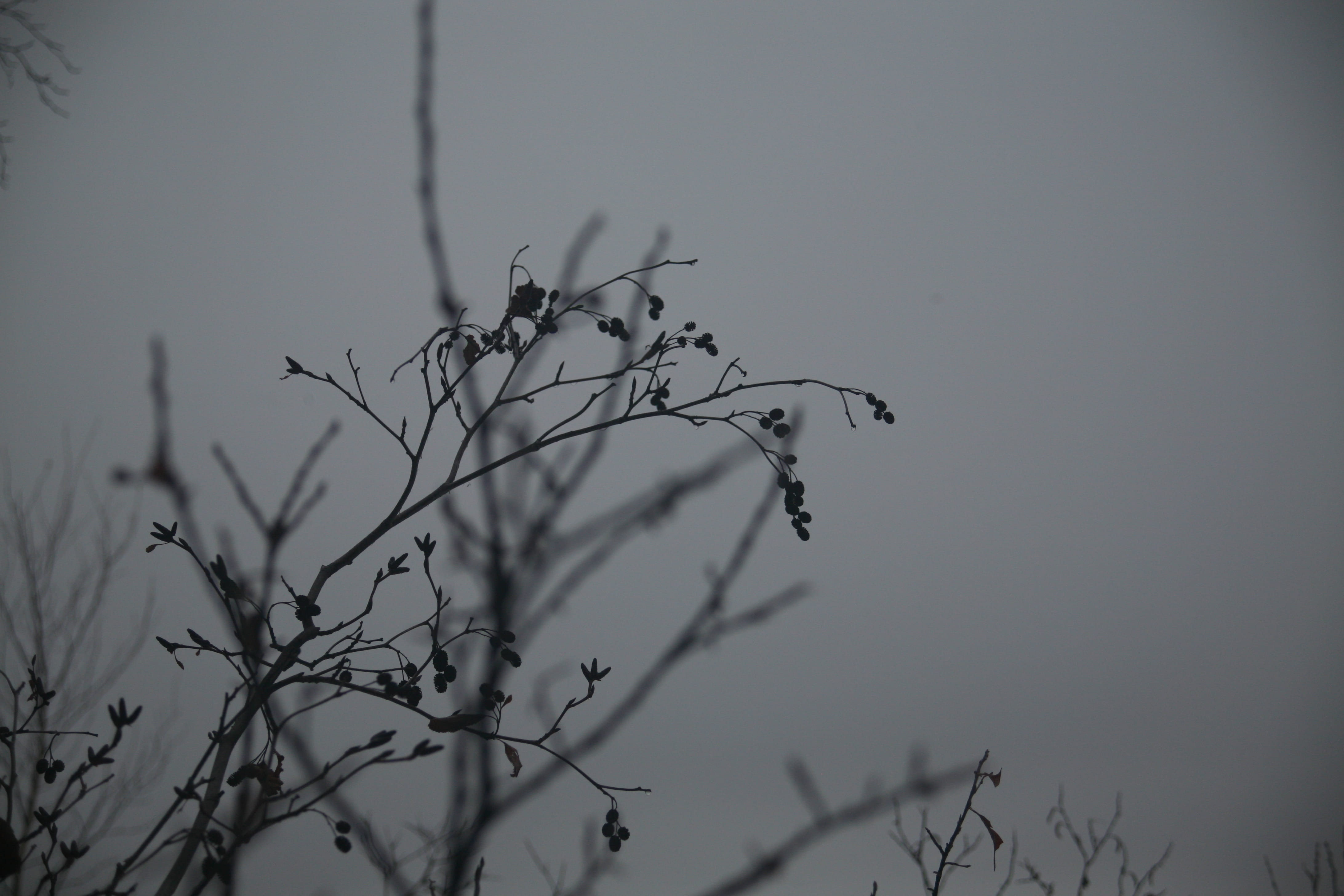 4K, plant stem, growth, berrier, outdoors, nature, low angle view, november, tree, no people, day, dry, plant, plants, silhouette, animal themes, gray, HD Wallpaper
