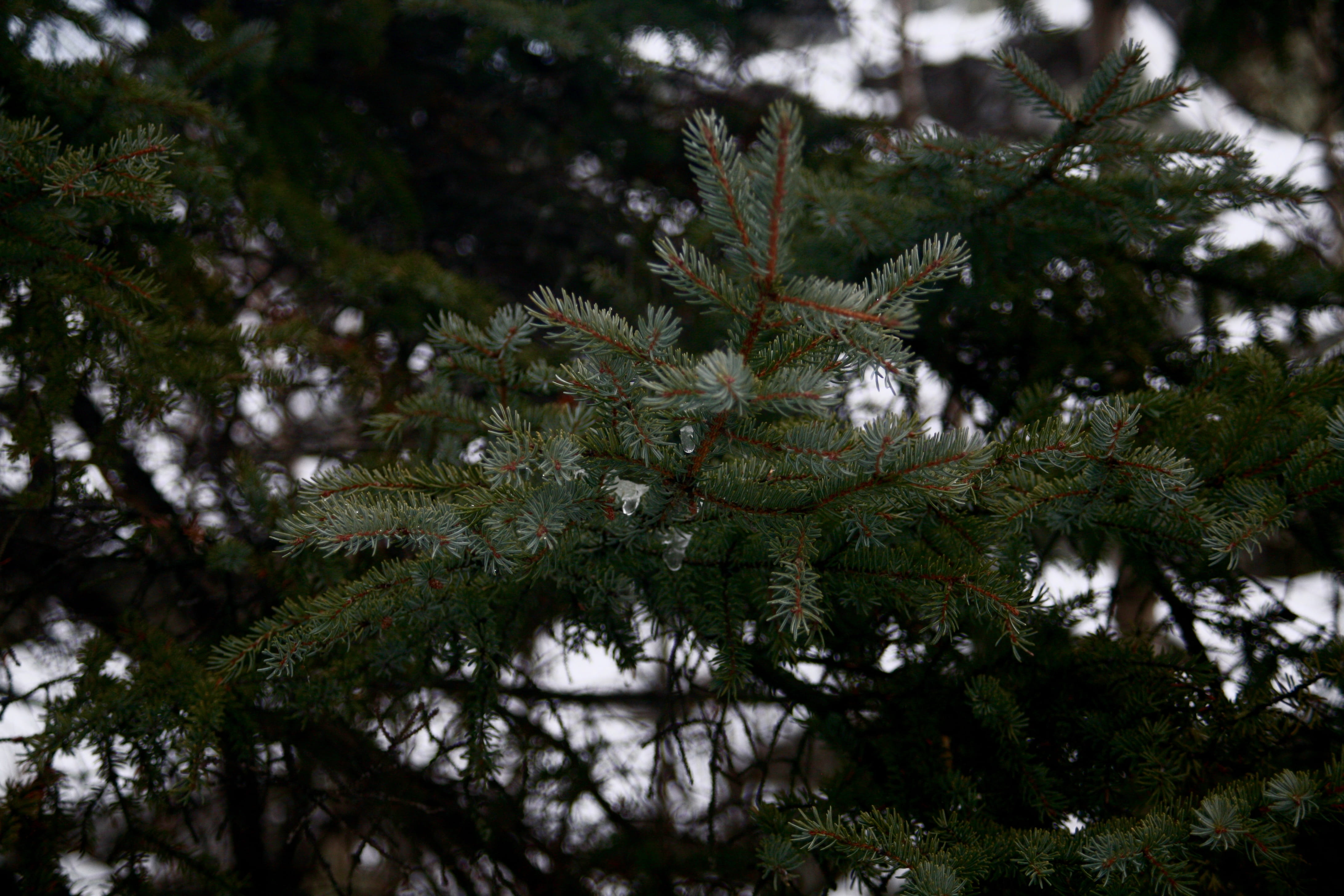pine tree, tree, trees, coniferous tree, snow, fir tree, pine woodland, close-up, beauty in nature, day, growth, green color, evergreen, winter, 4K, plant, HD Wallpaper