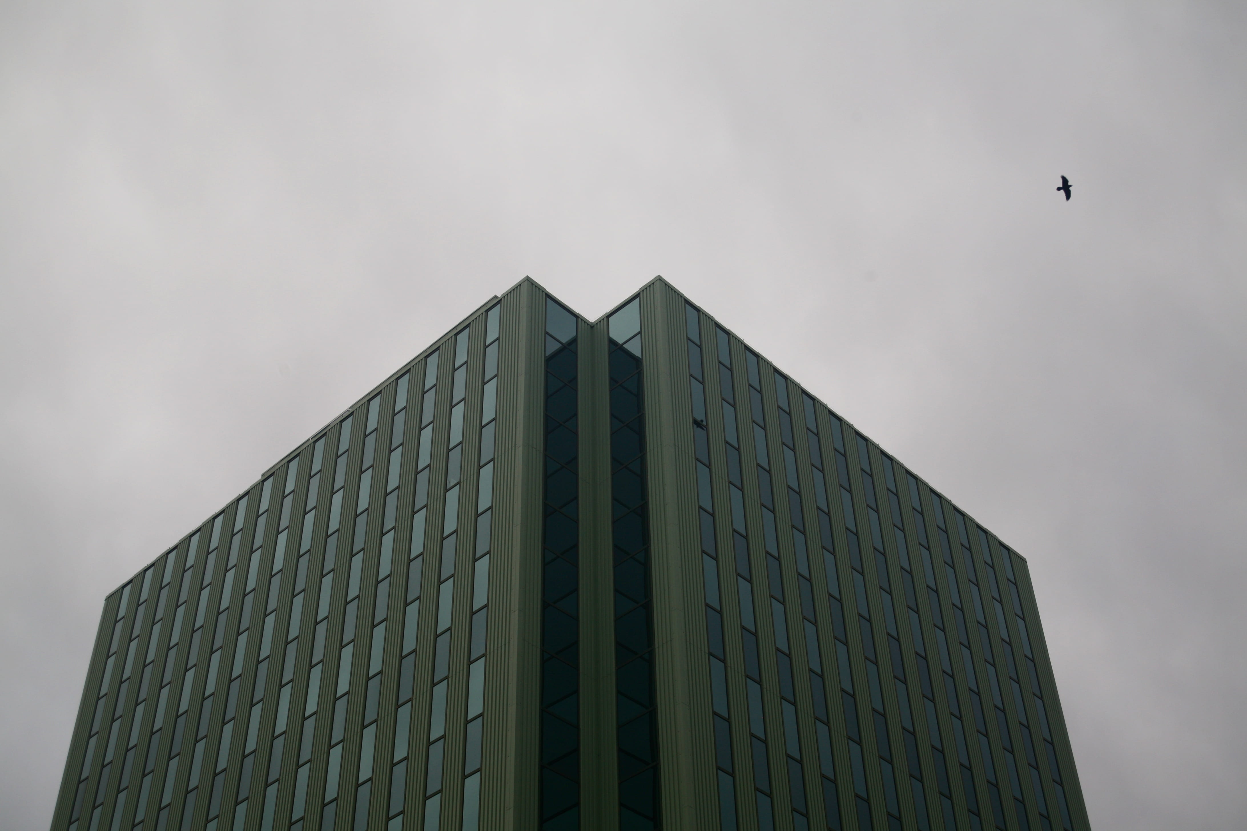 built structure, flying, bird, building exterior, sky, tower, day, skyscraper, canada, low angle view, outdoors, animal themes, city, windows, vertebrate, HD Wallpaper