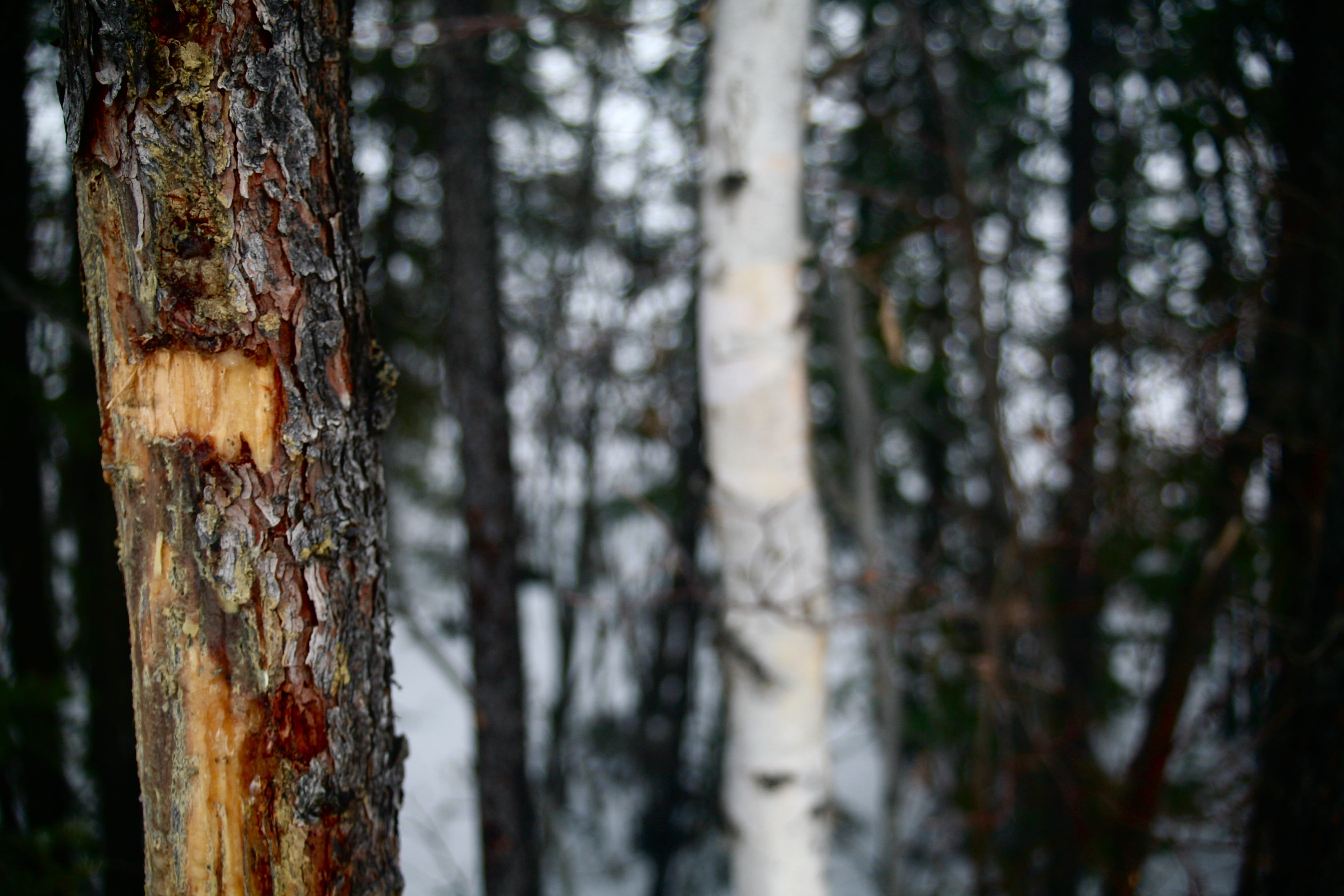 close-up, growth, environment, trees, forest, focus on foreground, land, trunk, wood - material, environmental issues, yellowknife, plant, beauty in nature, HD Wallpaper