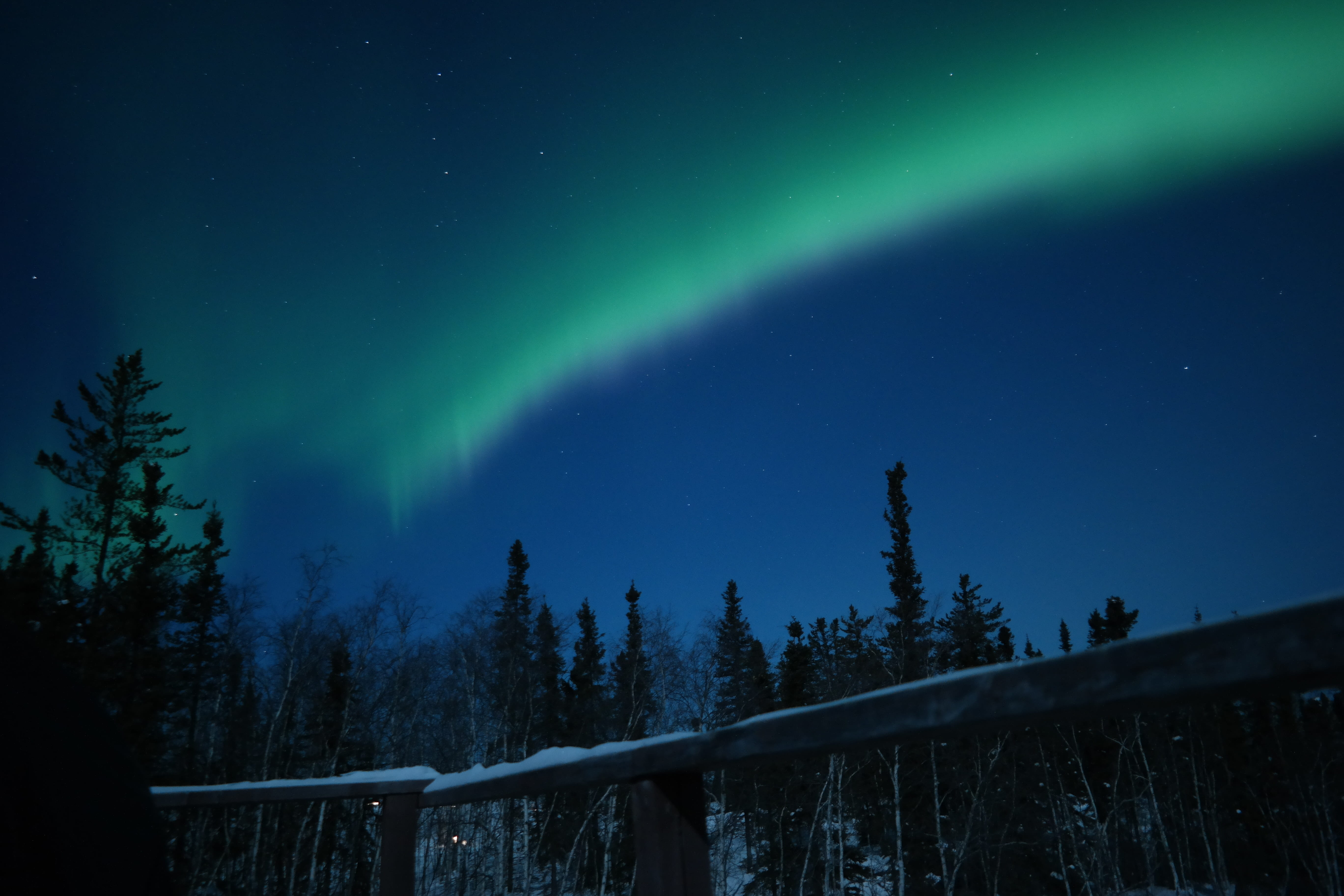 tranquil scene, aurora polaris, no people, plant, space and astronomy, aurora, scenics - nature, beauty in nature, winter, low angle view, nature, astronomy, HD Wallpaper
