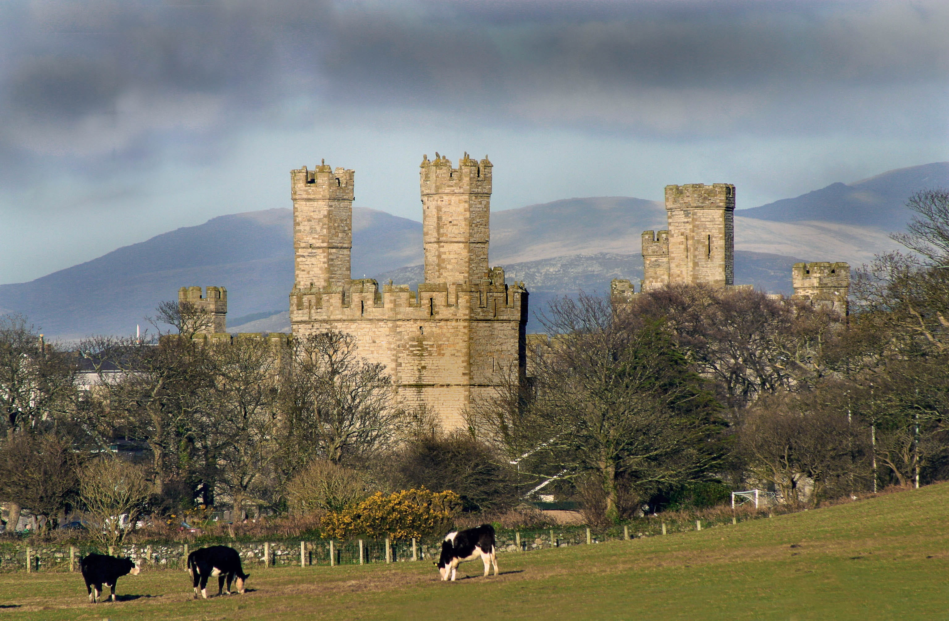 building exterior, built structure, tree, the past, plant, Caernarfon Castle, architecture, mammal, nature, animal wildlife, cloud - sky, livestock, 2K, HD Wallpaper